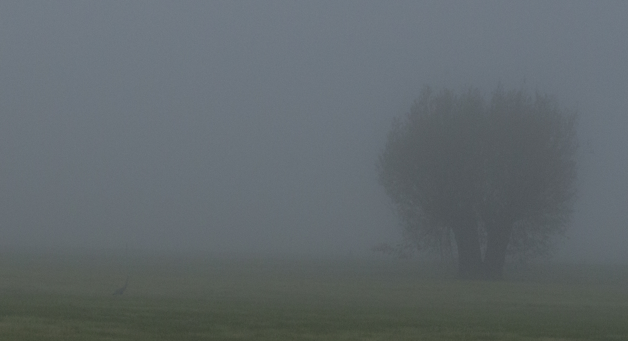Canon EF-S 55-250mm F4-5.6 IS sample photo. Trees, heron in mist photography