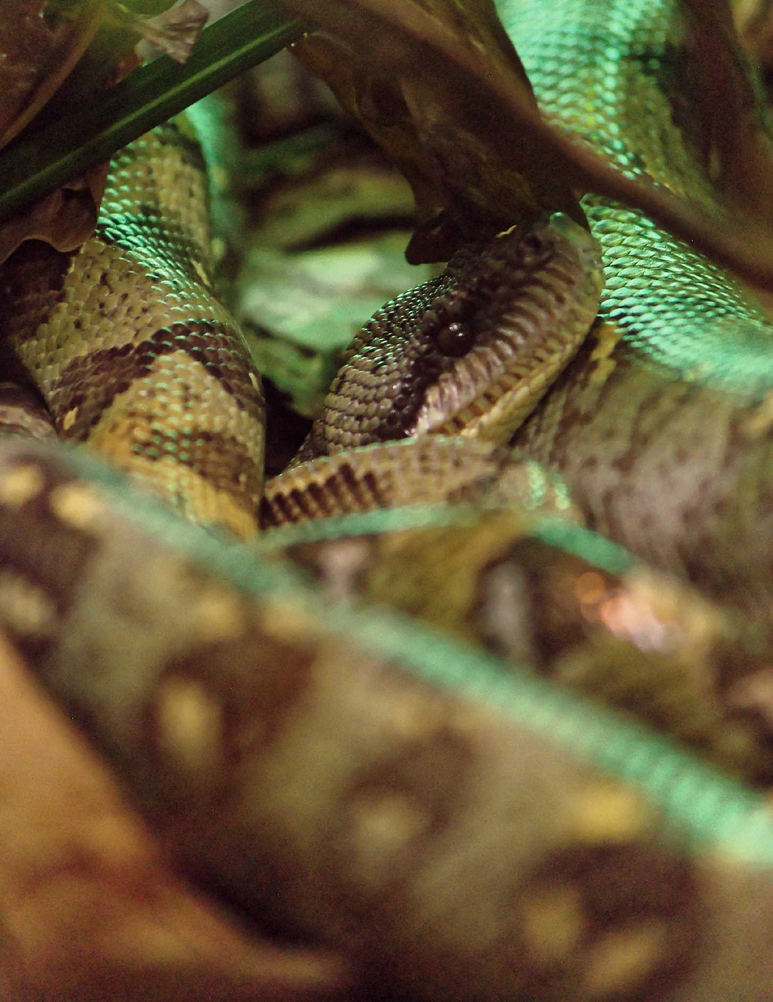 Pentax smc DA 50-200mm F4-5.6 ED sample photo. In the coils of the beast. photography