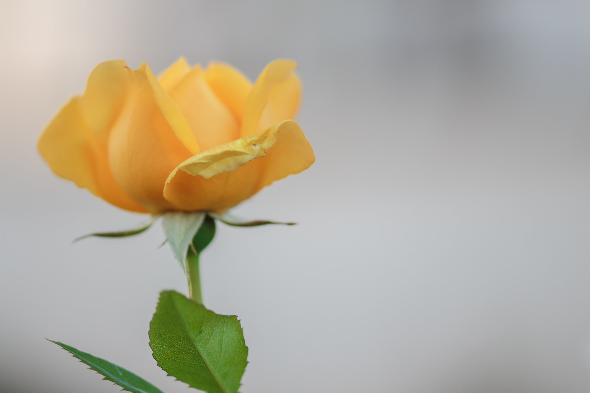 Sigma 105mm F2.8 EX DG OS HSM sample photo. Nature photography