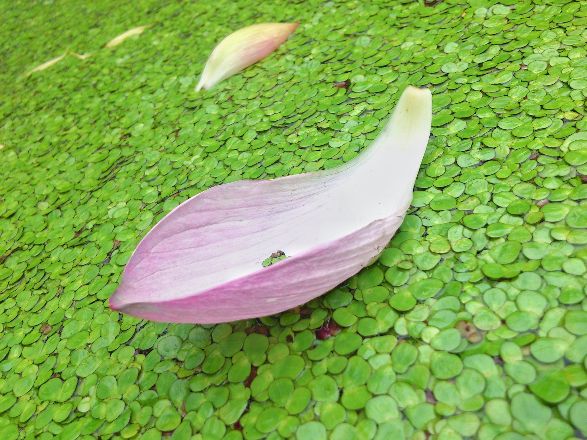Sony Ericsson Xperia arc S sample photo. Lotus photography