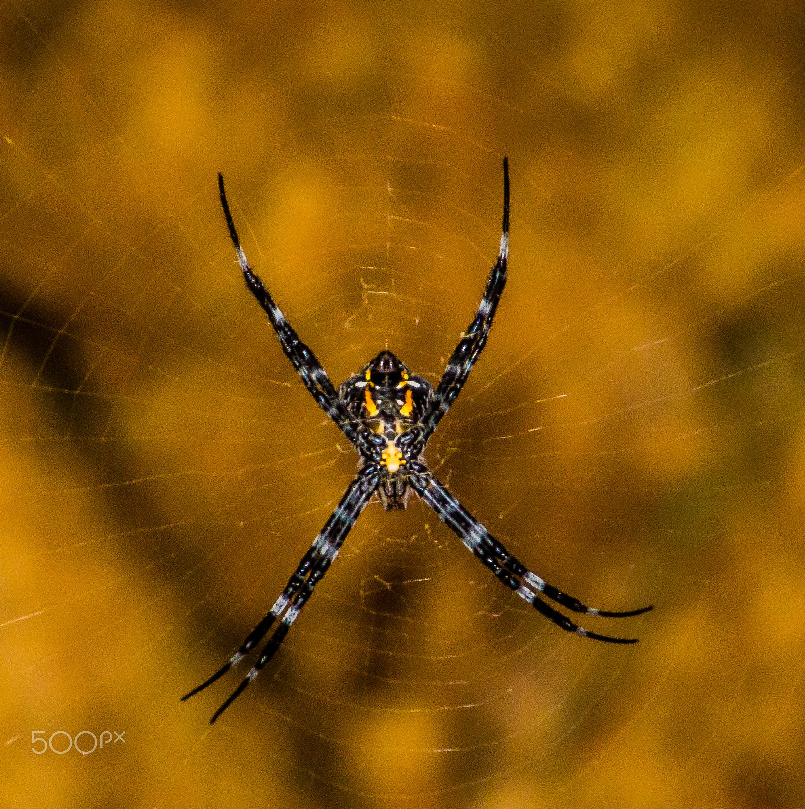 Canon EOS 750D (EOS Rebel T6i / EOS Kiss X8i) sample photo. Spider photography
