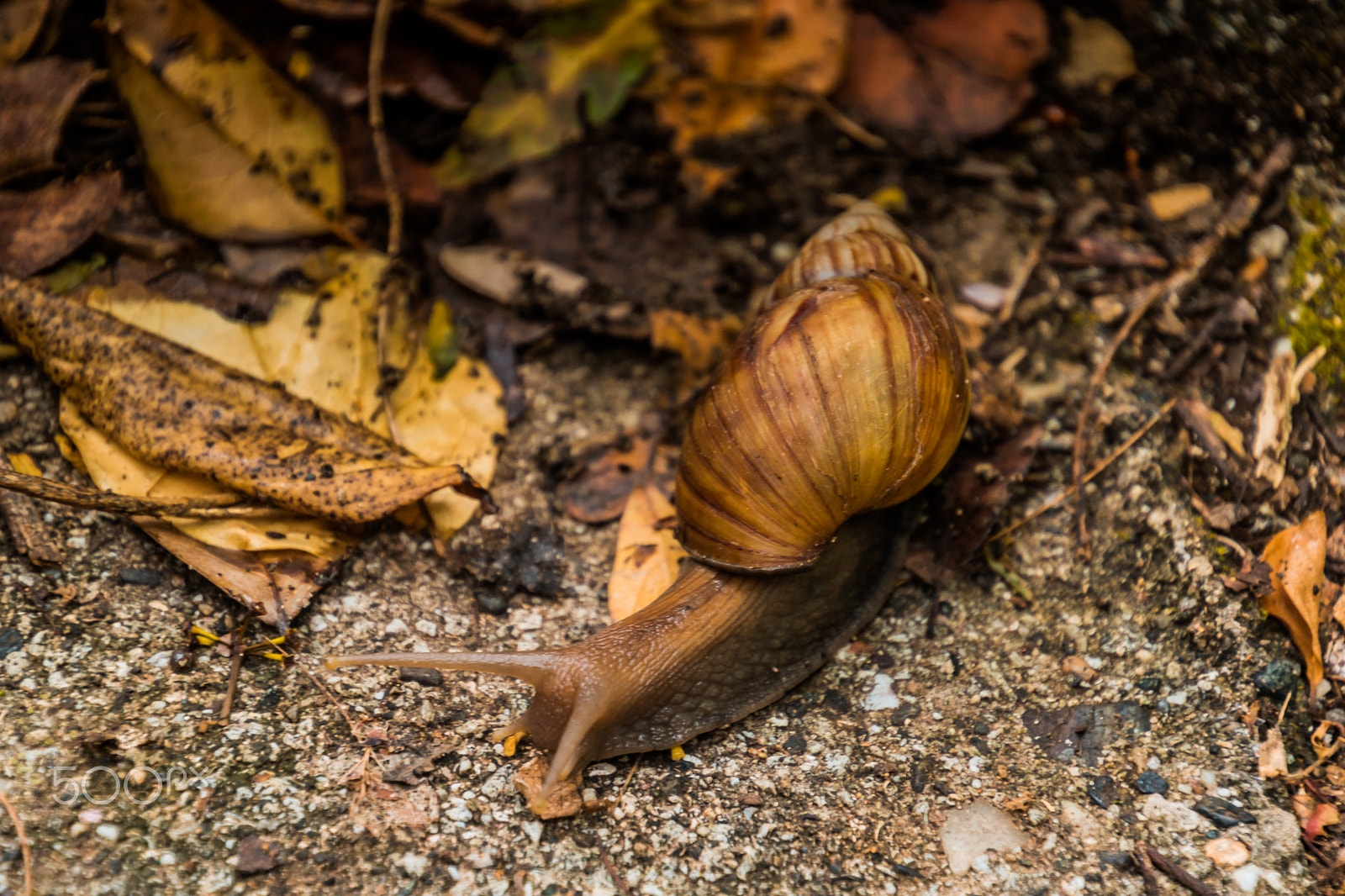 Canon EOS 750D (EOS Rebel T6i / EOS Kiss X8i) sample photo. Snail photography