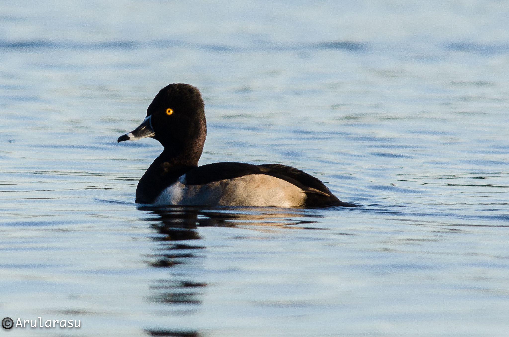 Nikon D7000 + Nikon AF-S Nikkor 300mm F4D ED-IF sample photo. Ring-necked duck photography