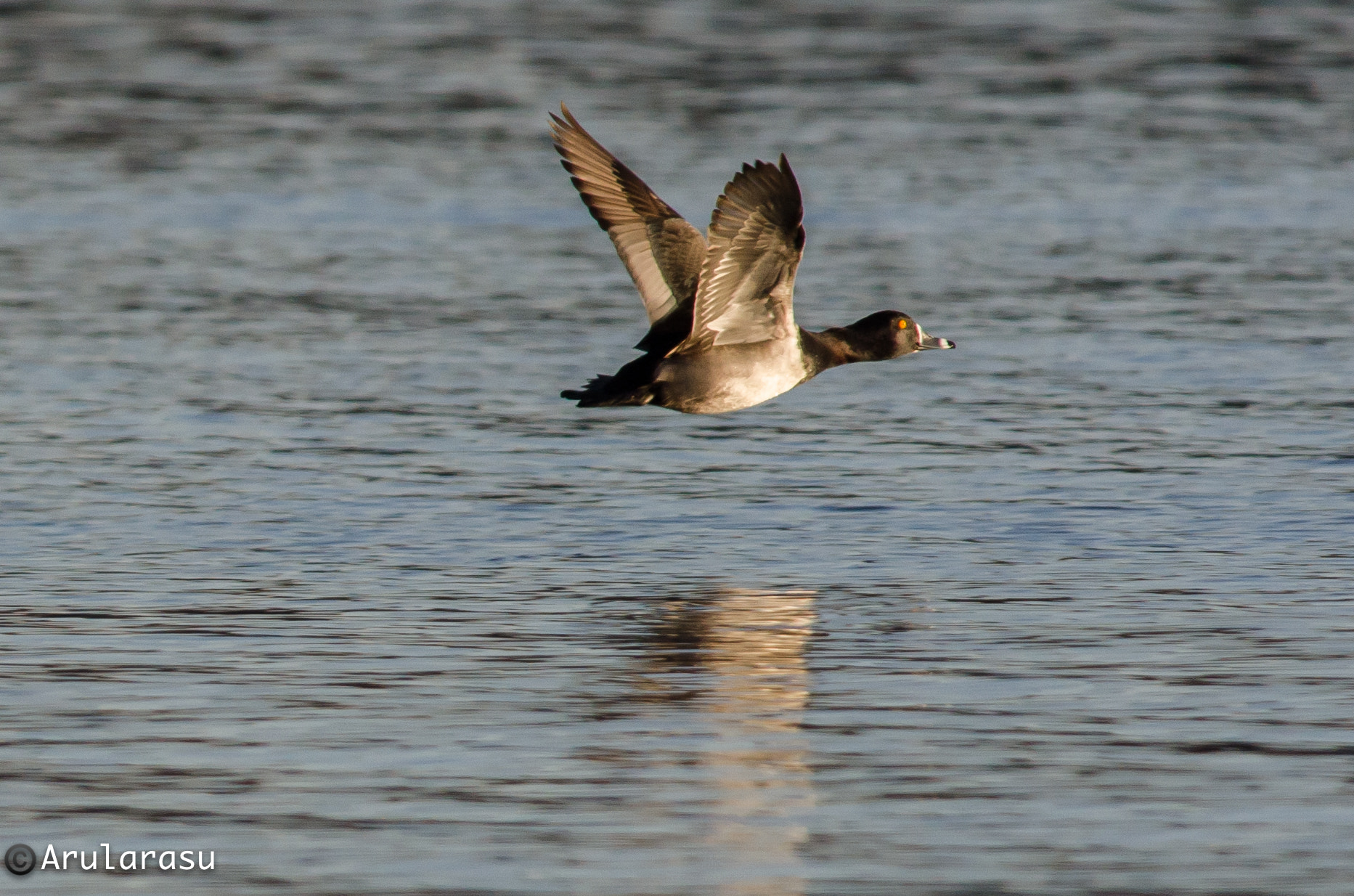 Nikon D7000 + Nikon AF-S Nikkor 300mm F4D ED-IF sample photo. Ring-necked duck photography