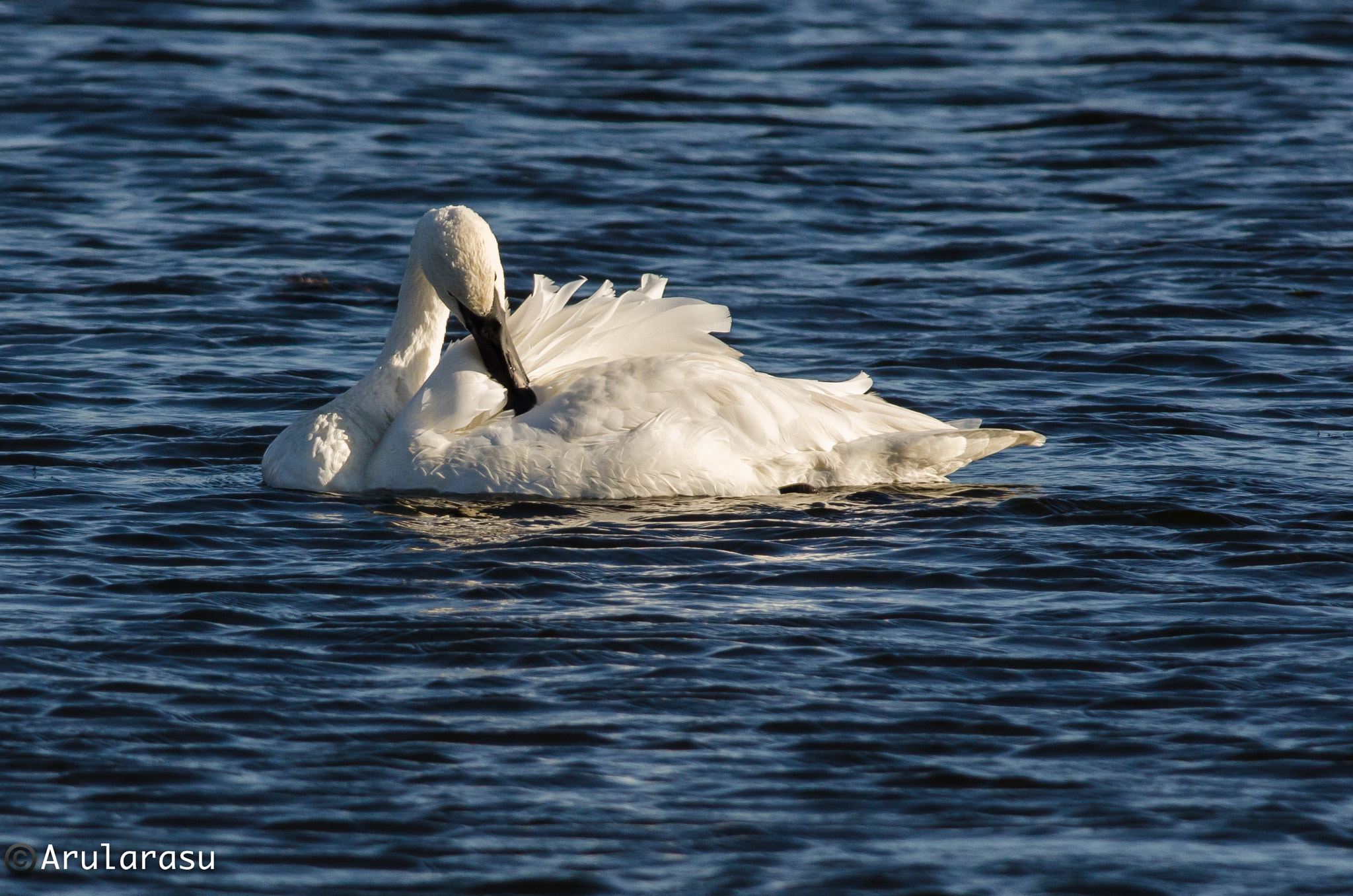 Nikon D7000 + Nikon AF-S Nikkor 300mm F4D ED-IF sample photo. Trumpeter swan photography