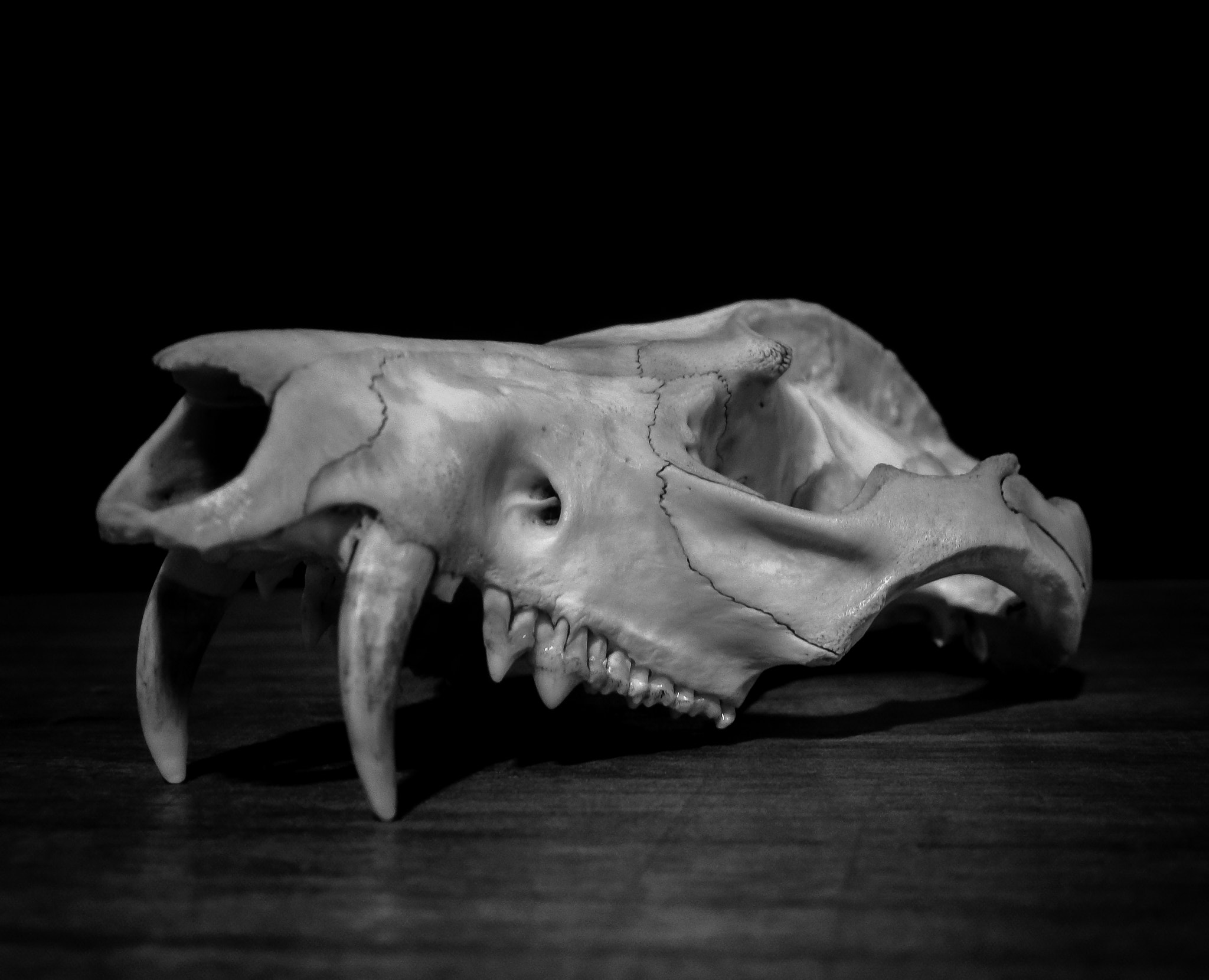 Olympus VG160,X990,D745 sample photo. Bones photography
