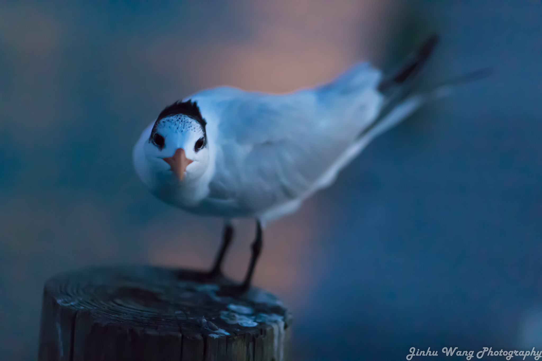 Canon EF 135mm F2L USM sample photo. Staring bird photography