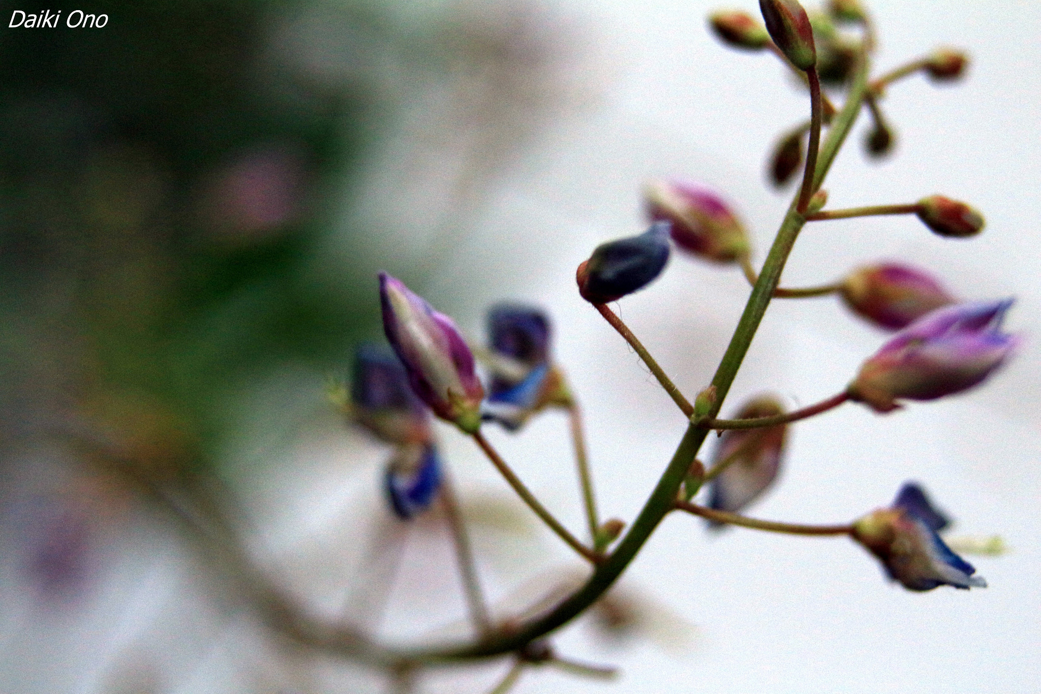 Sigma 28-80mm f/3.5-5.6 II Macro sample photo. ハギの花 photography