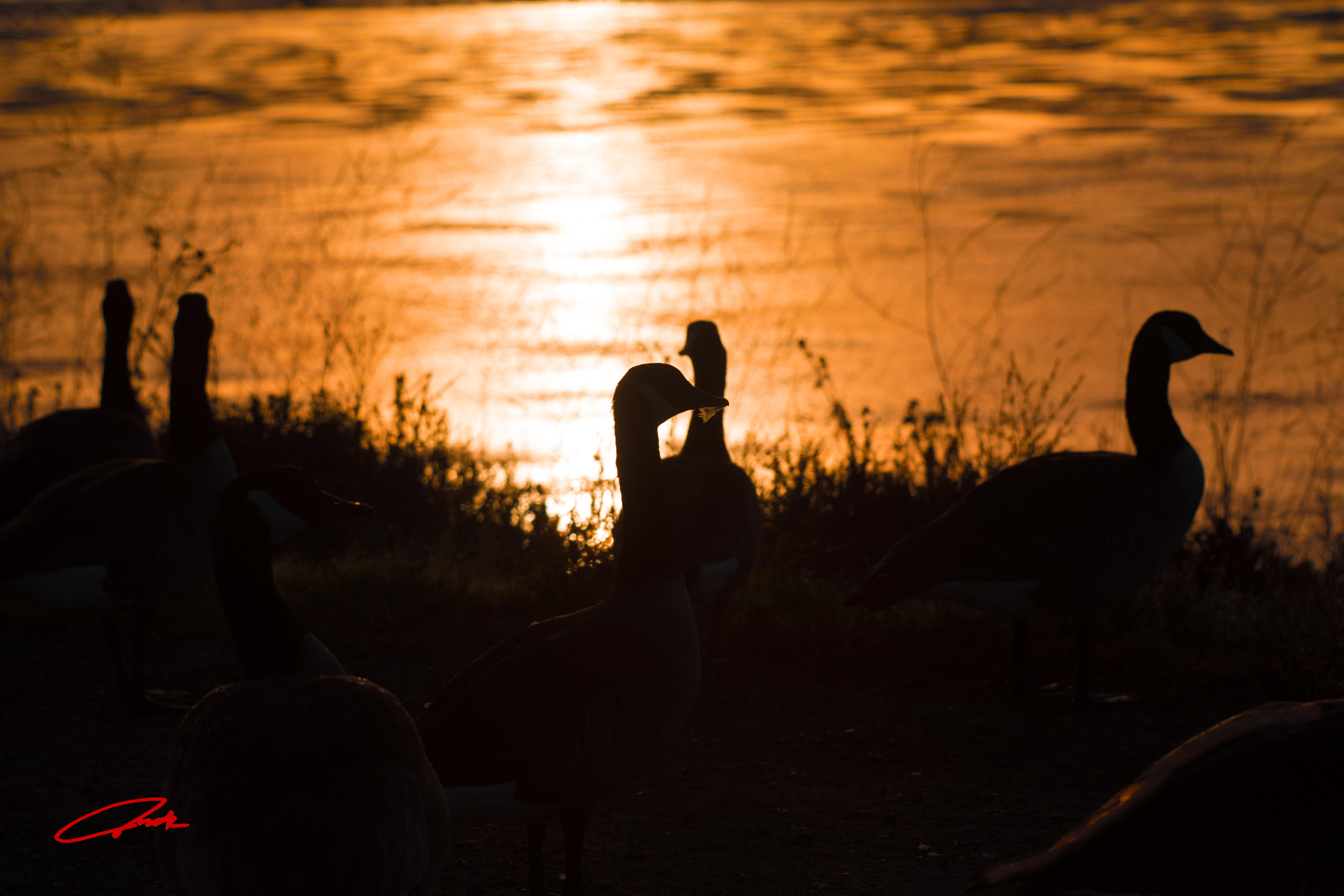 Canon EF 70-200mm F2.8L IS II USM sample photo. Sunrise  photography