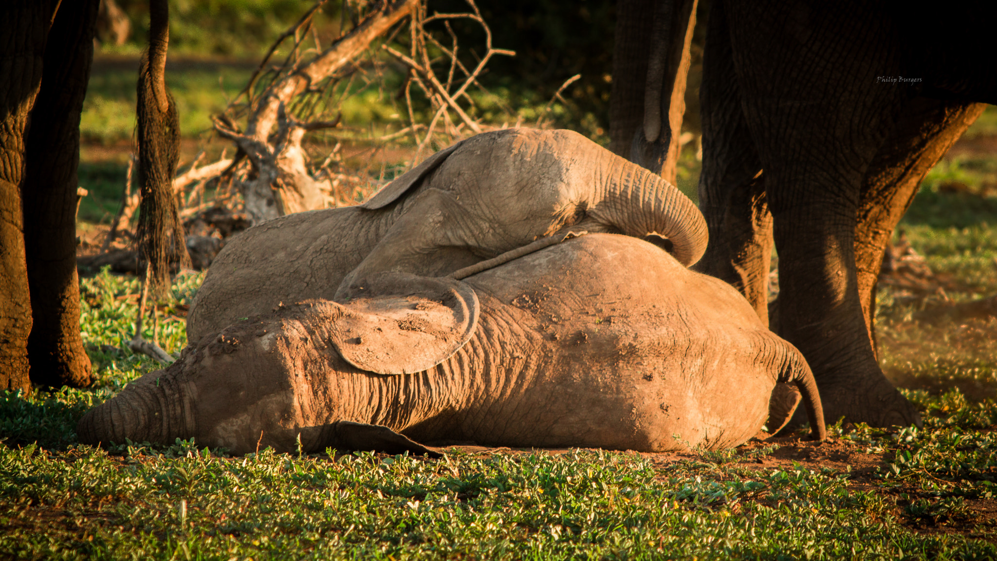 Canon EF 70-200mm F2.8L USM sample photo. Elephant pile photography