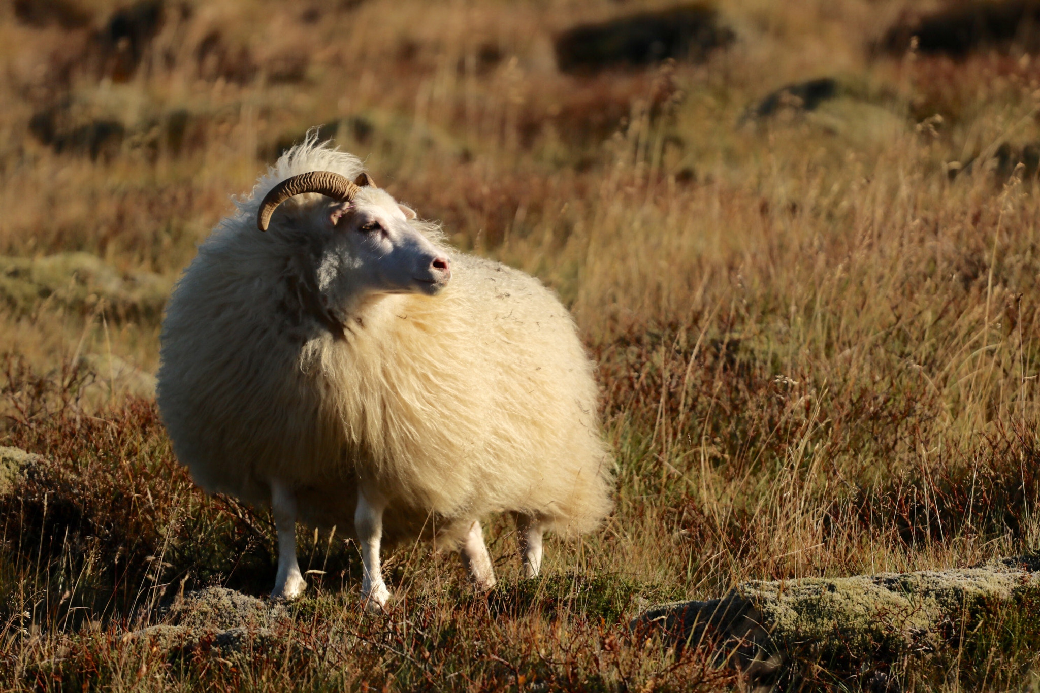 Canon EOS 750D (EOS Rebel T6i / EOS Kiss X8i) + Canon EF 70-200mm F4L USM sample photo. Icelandic sheep photography