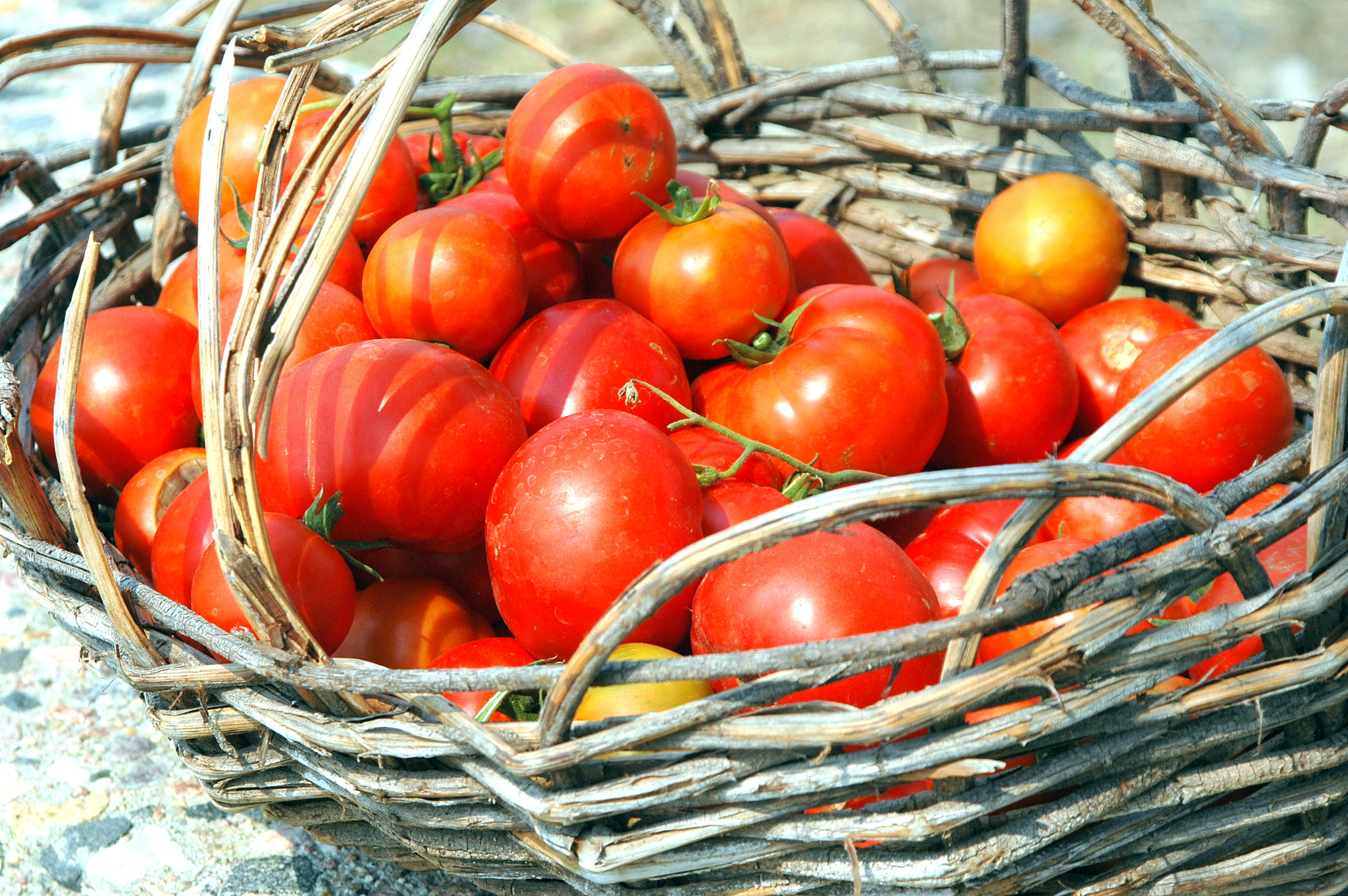 Nikon D70 sample photo. Fresh picked tomatoes. photography