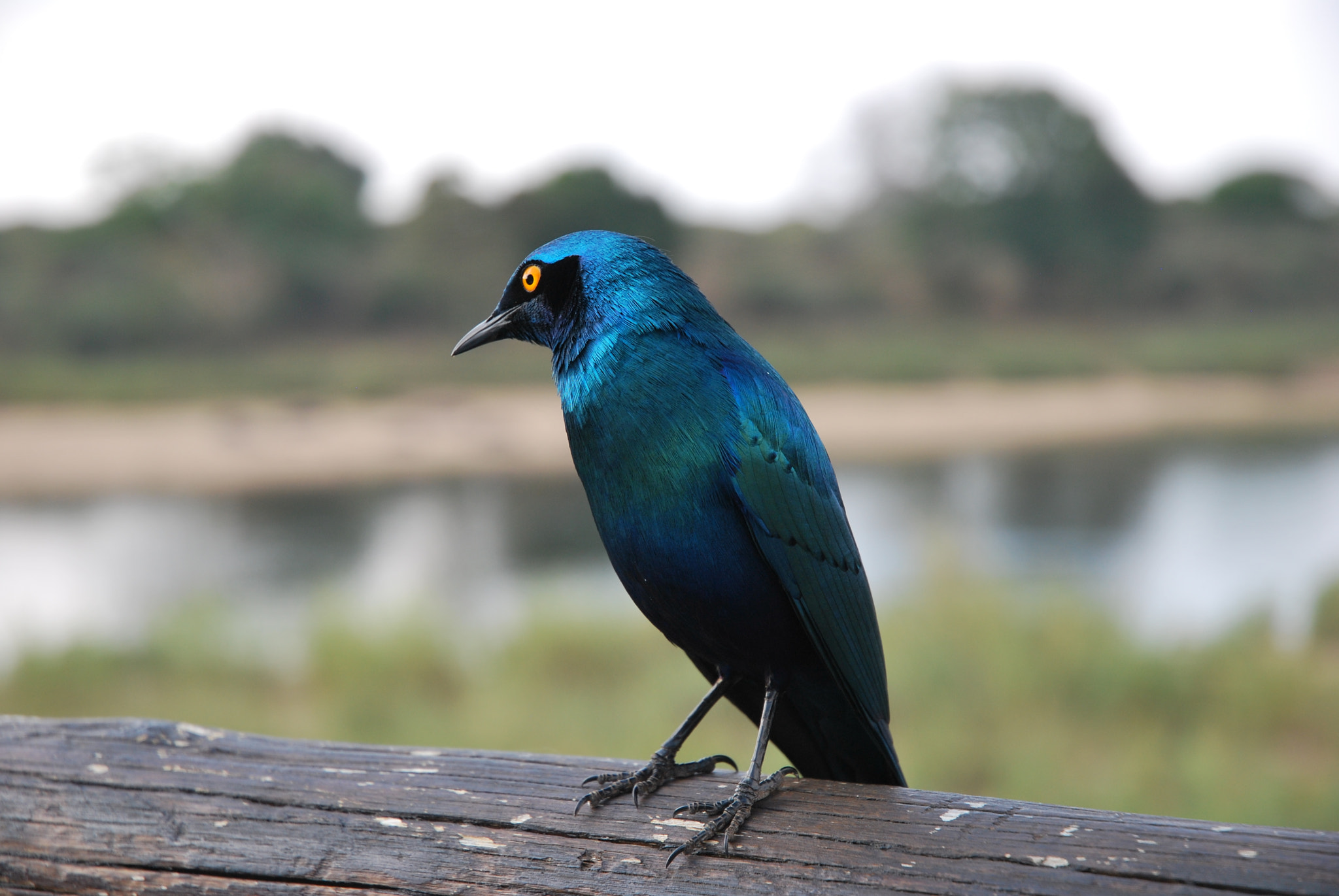 Nikon D60 sample photo. Lesser blue eared starling photography