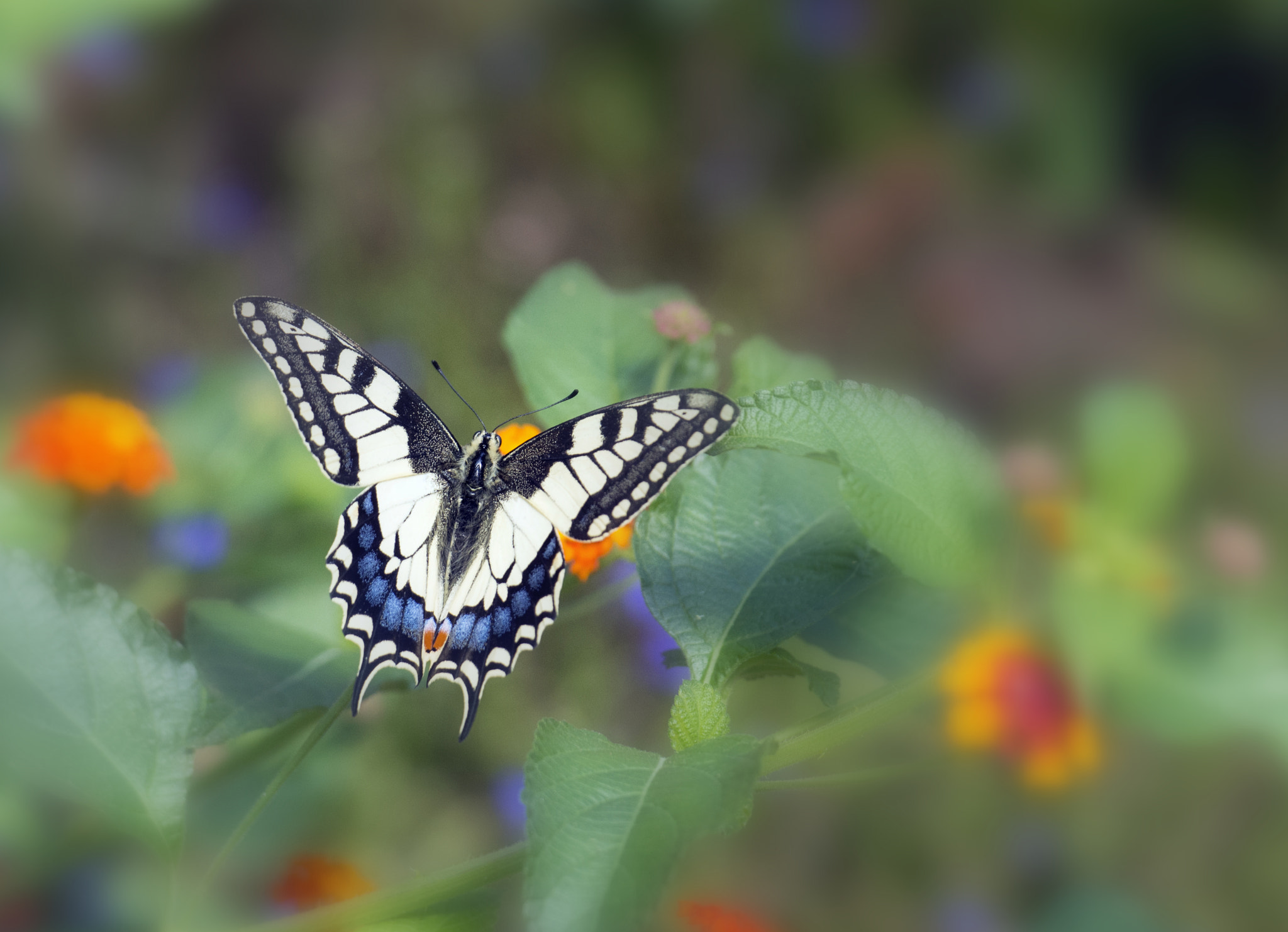 Nikon AF-S Nikkor 70-200mm F2.8G ED VR II sample photo. Way to another flower photography