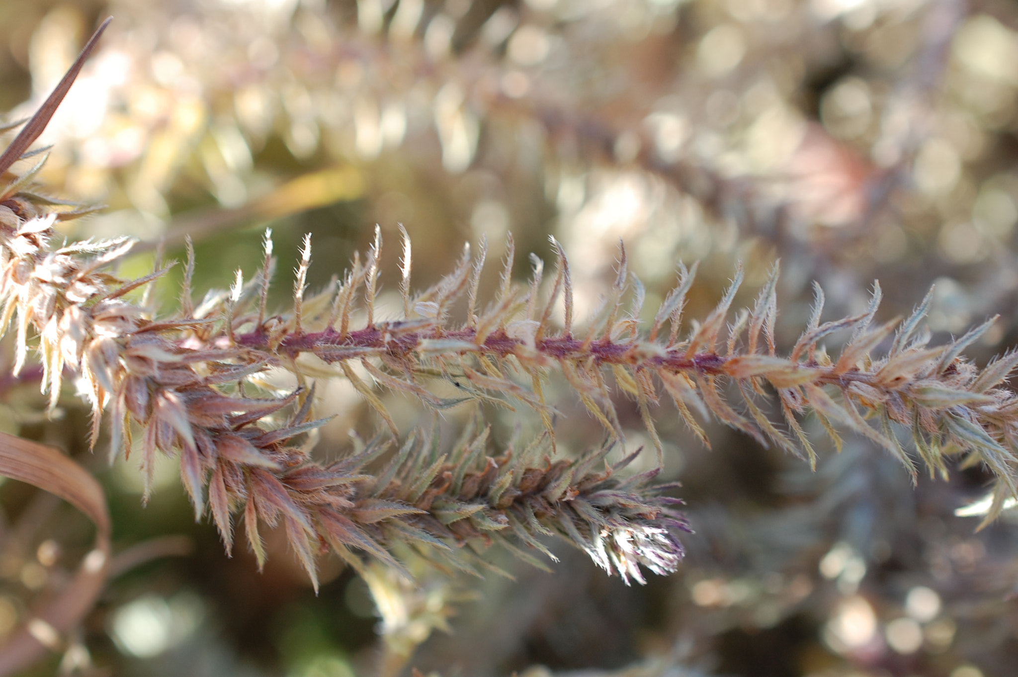 Nikon AF-S DX Micro Nikkor 40mm F2.8 sample photo. Spikey plant photography