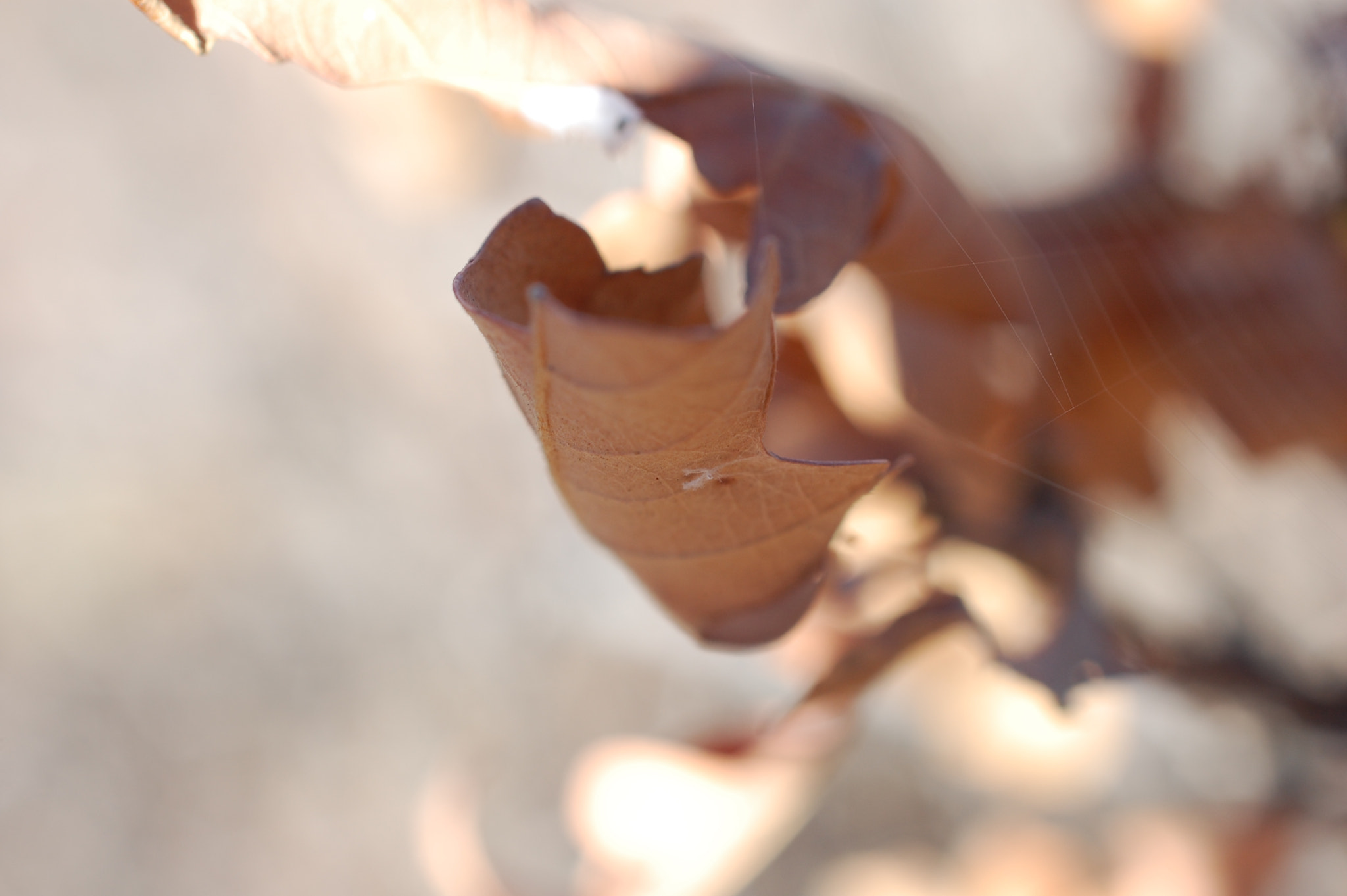 Nikon AF-S DX Micro Nikkor 40mm F2.8 sample photo. Brown leaf photography