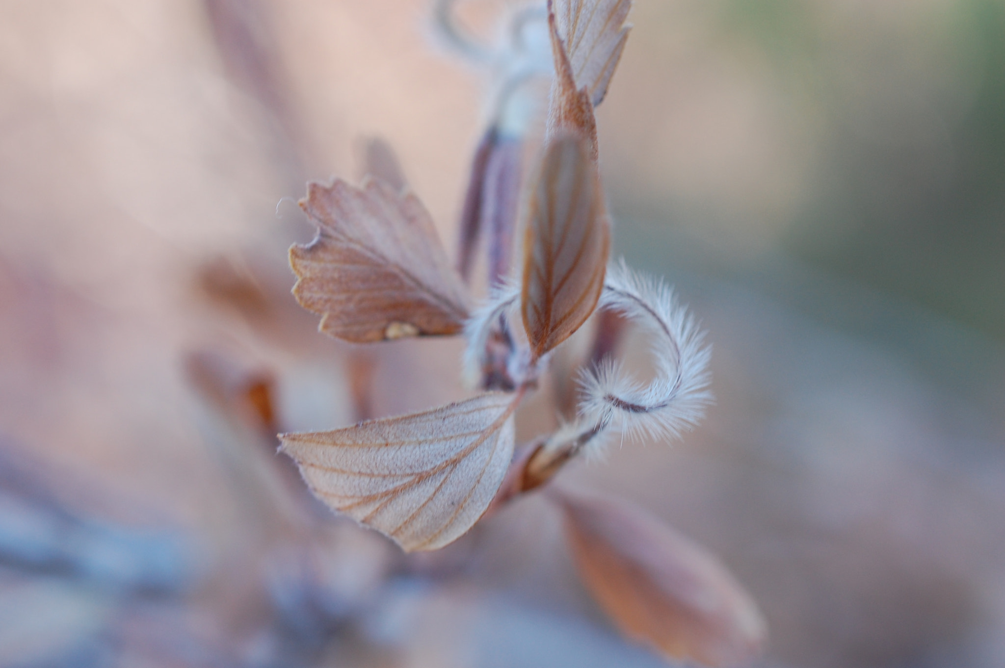 Nikon AF-S DX Micro Nikkor 40mm F2.8 sample photo. Leaf fuzzy photography