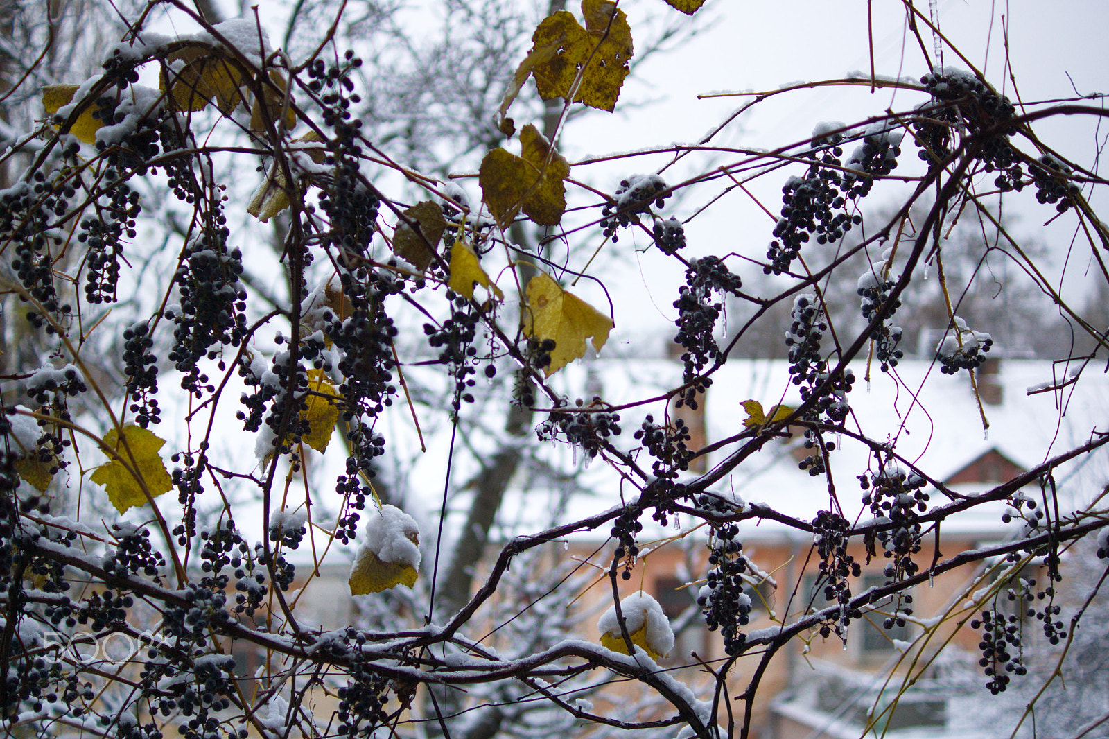 Sony SLT-A65 (SLT-A65V) + Sony DT 35mm F1.8 SAM sample photo. Hello winter! photography