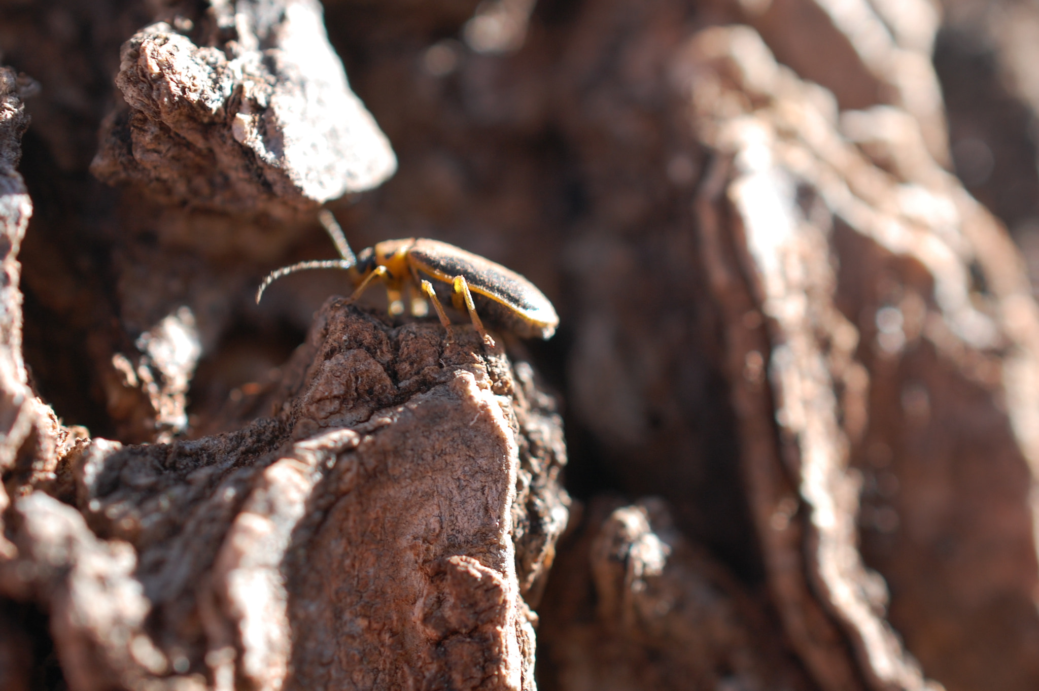 Nikon AF-S DX Micro Nikkor 40mm F2.8 sample photo. Tree bug photography