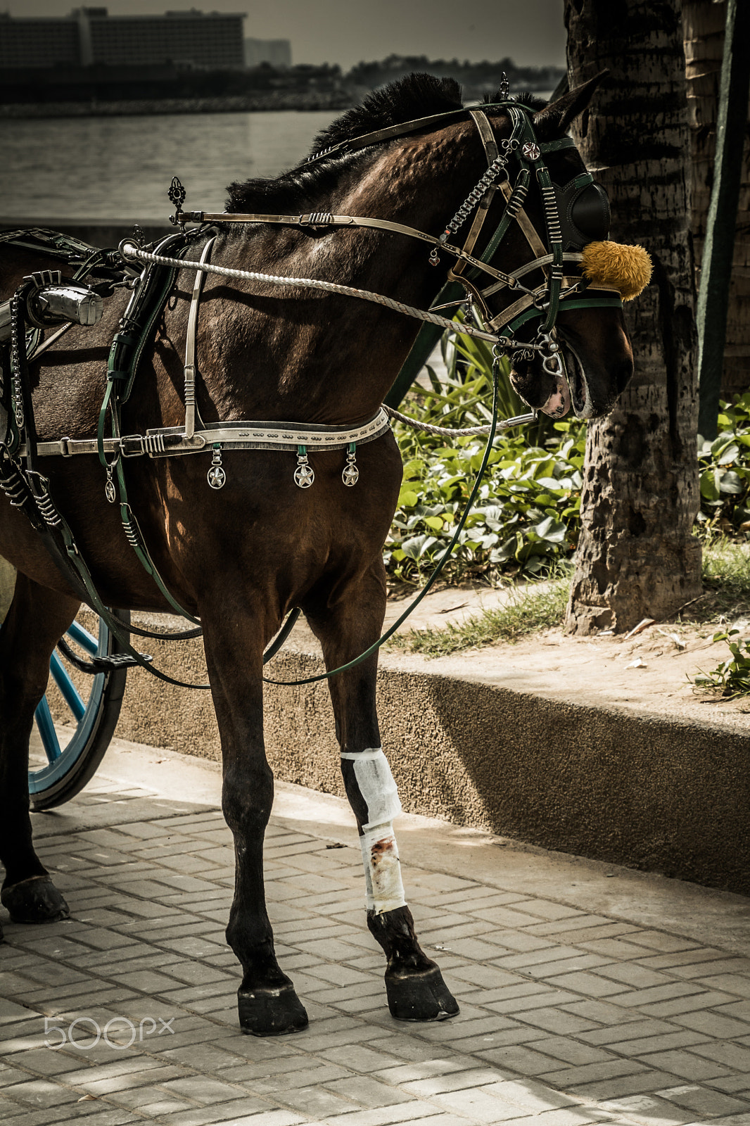 Canon EOS 750D (EOS Rebel T6i / EOS Kiss X8i) sample photo. Wounded horse photography