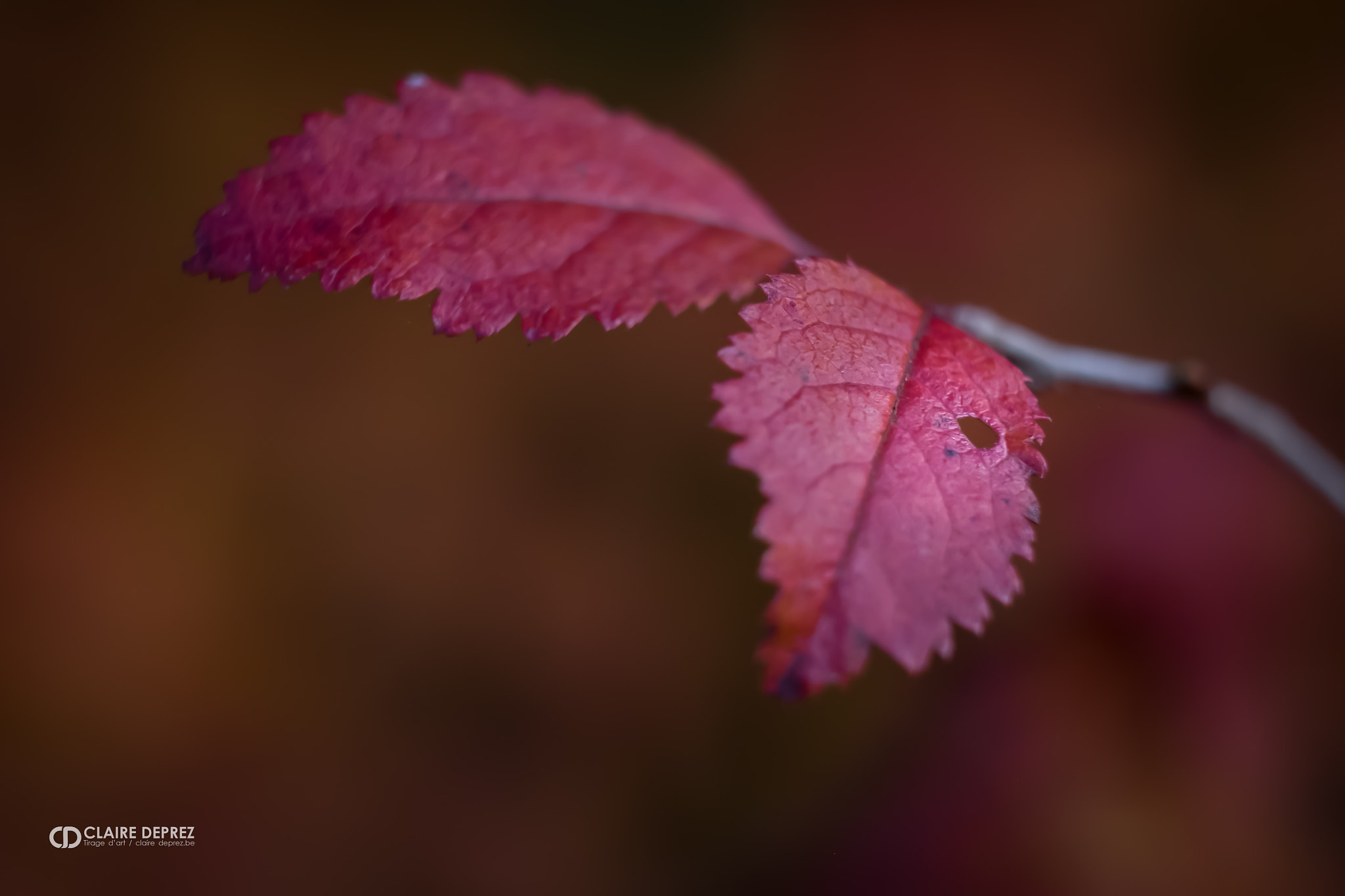 Fujifilm X-T1 + Fujifilm XF 60mm F2.4 R Macro sample photo. Rouge automnal. photography