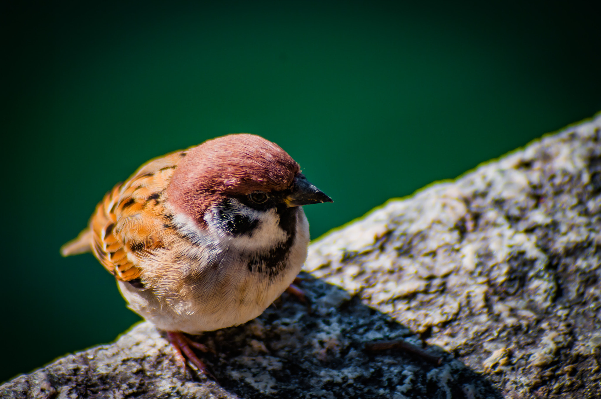 Pentax K20D sample photo. Sparrow photography