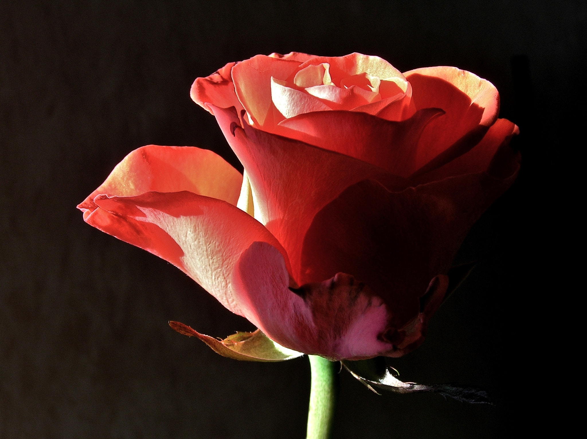 Olympus C765UZ sample photo. Rose chez ma belle-soeur photography