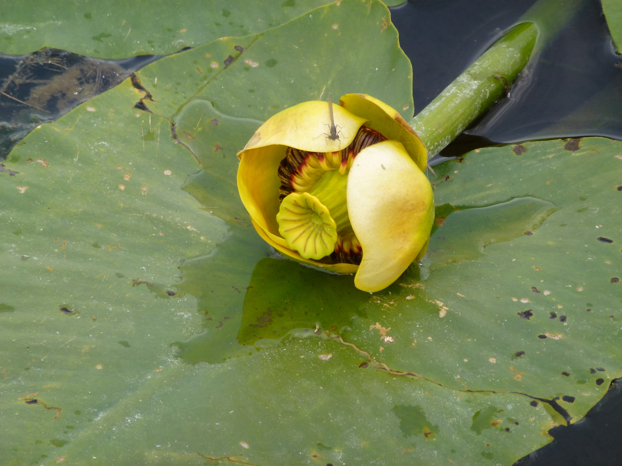 Panasonic DMC-ZS10 sample photo. Lily pad photography