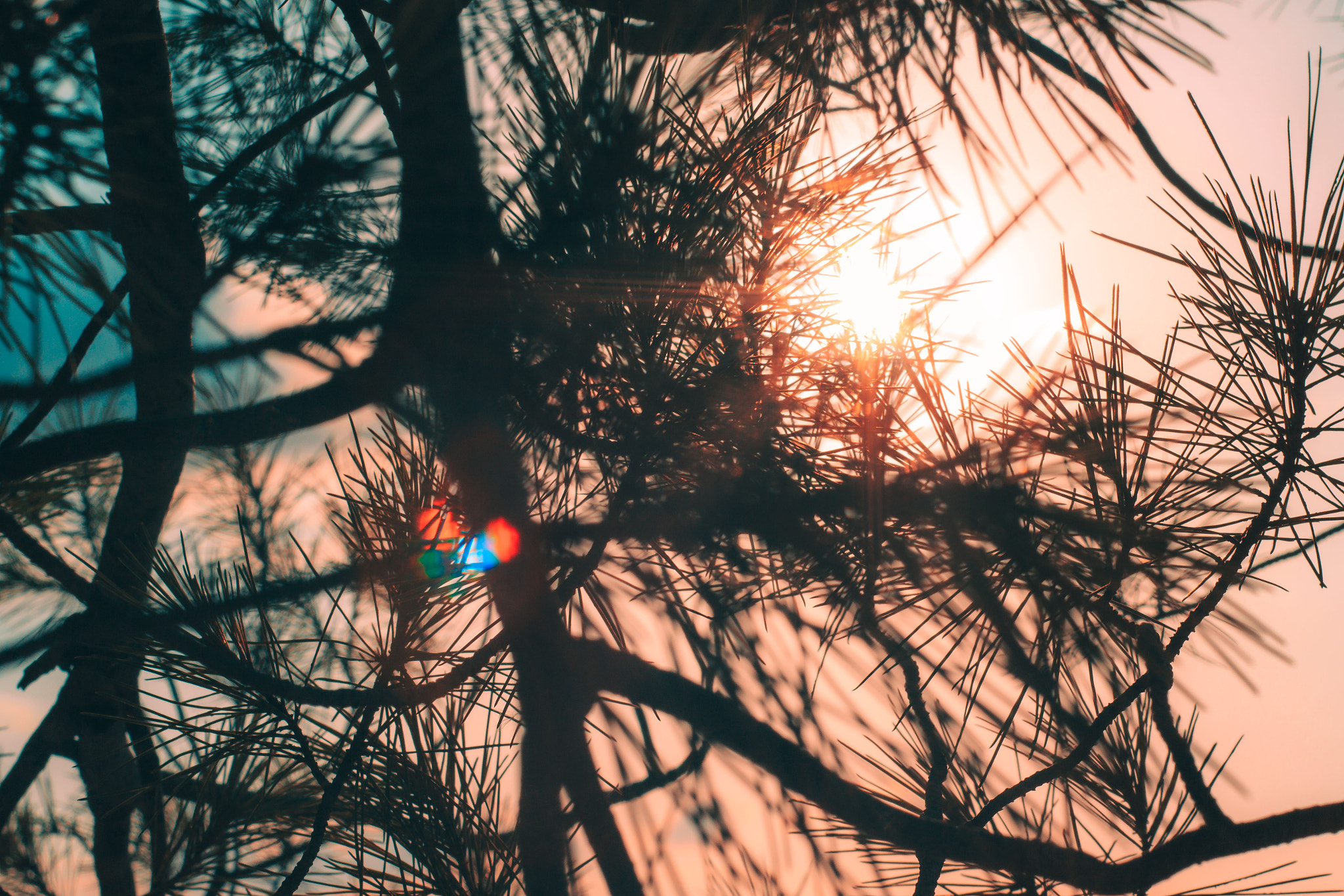 Canon EF 35-80mm f/4-5.6 sample photo. Art of nature photography