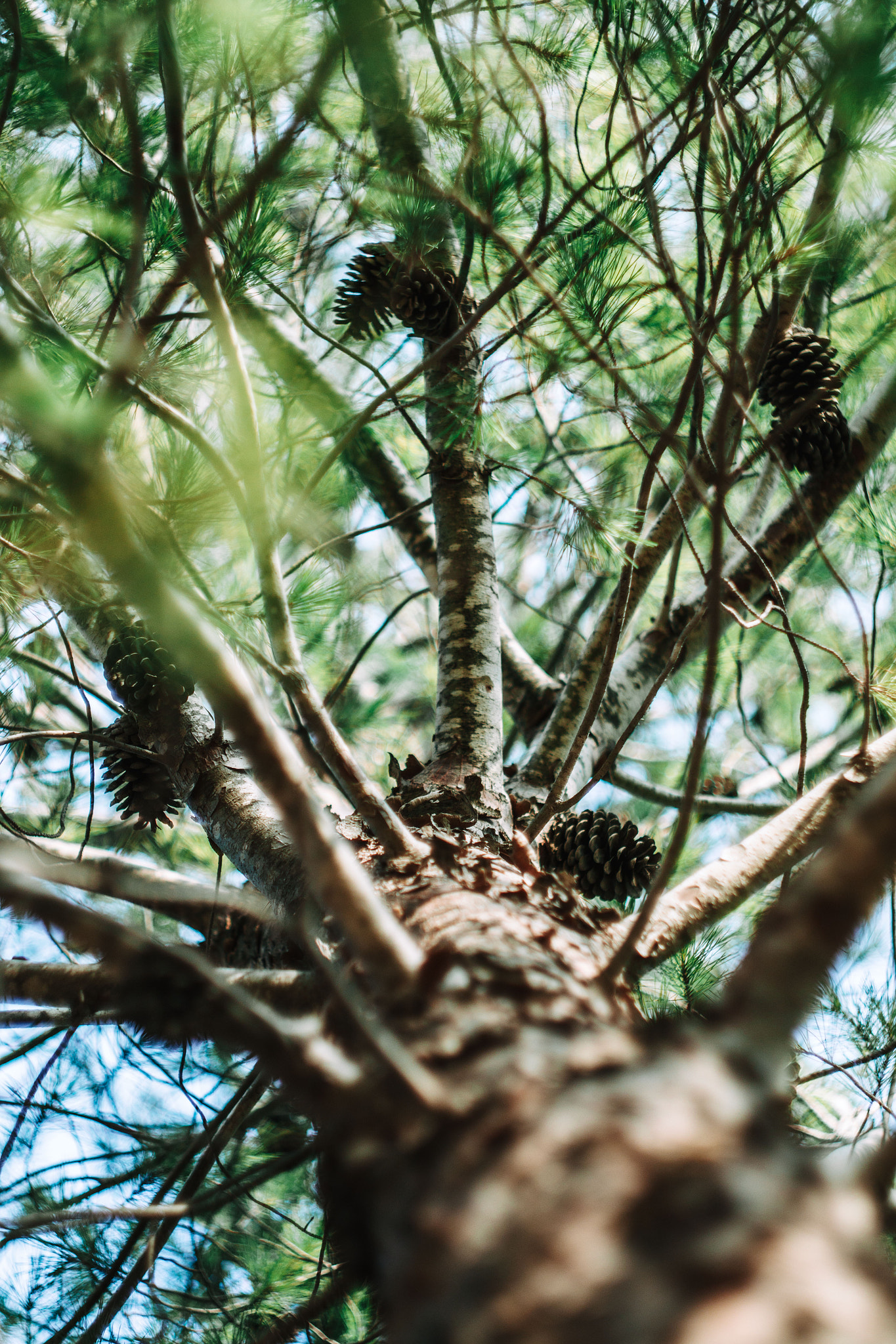 Canon EF 35-80mm f/4-5.6 sample photo. From earth to the sky photography