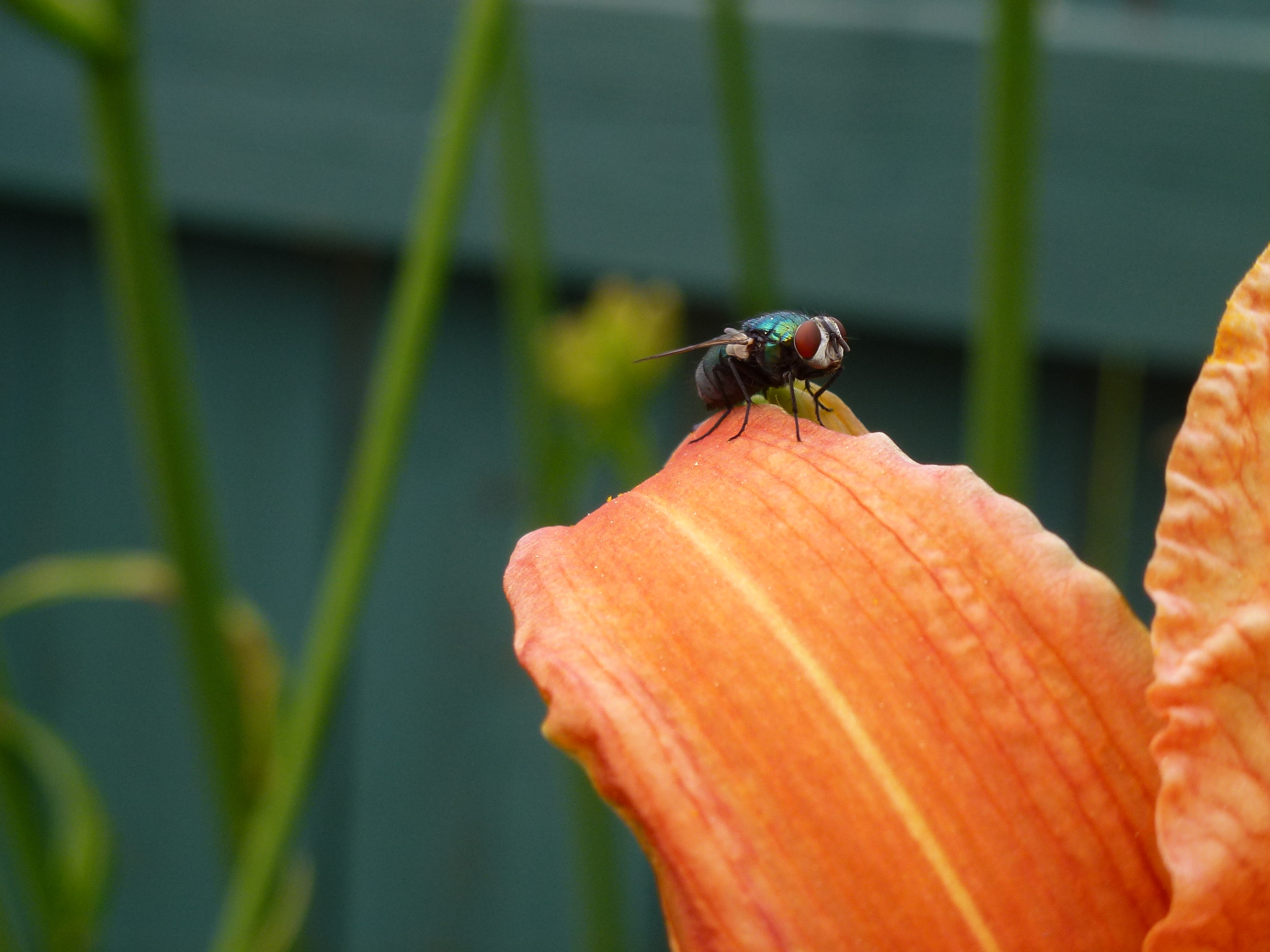 Panasonic DMC-ZS10 sample photo. Fly on orange flower photography