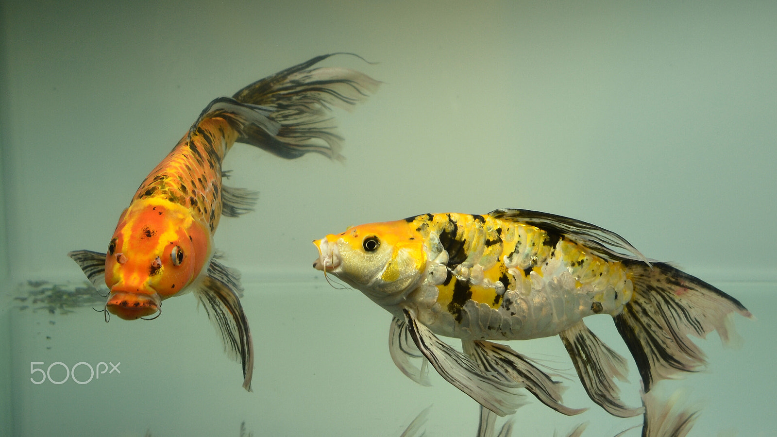 Nikon D7000 + Nikon AF Nikkor 24mm F2.8D sample photo. Cute fishes photography