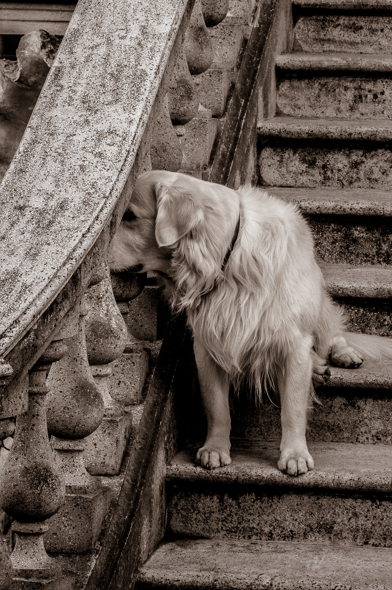 Sony Alpha DSLR-A390 sample photo. Who is there? photography