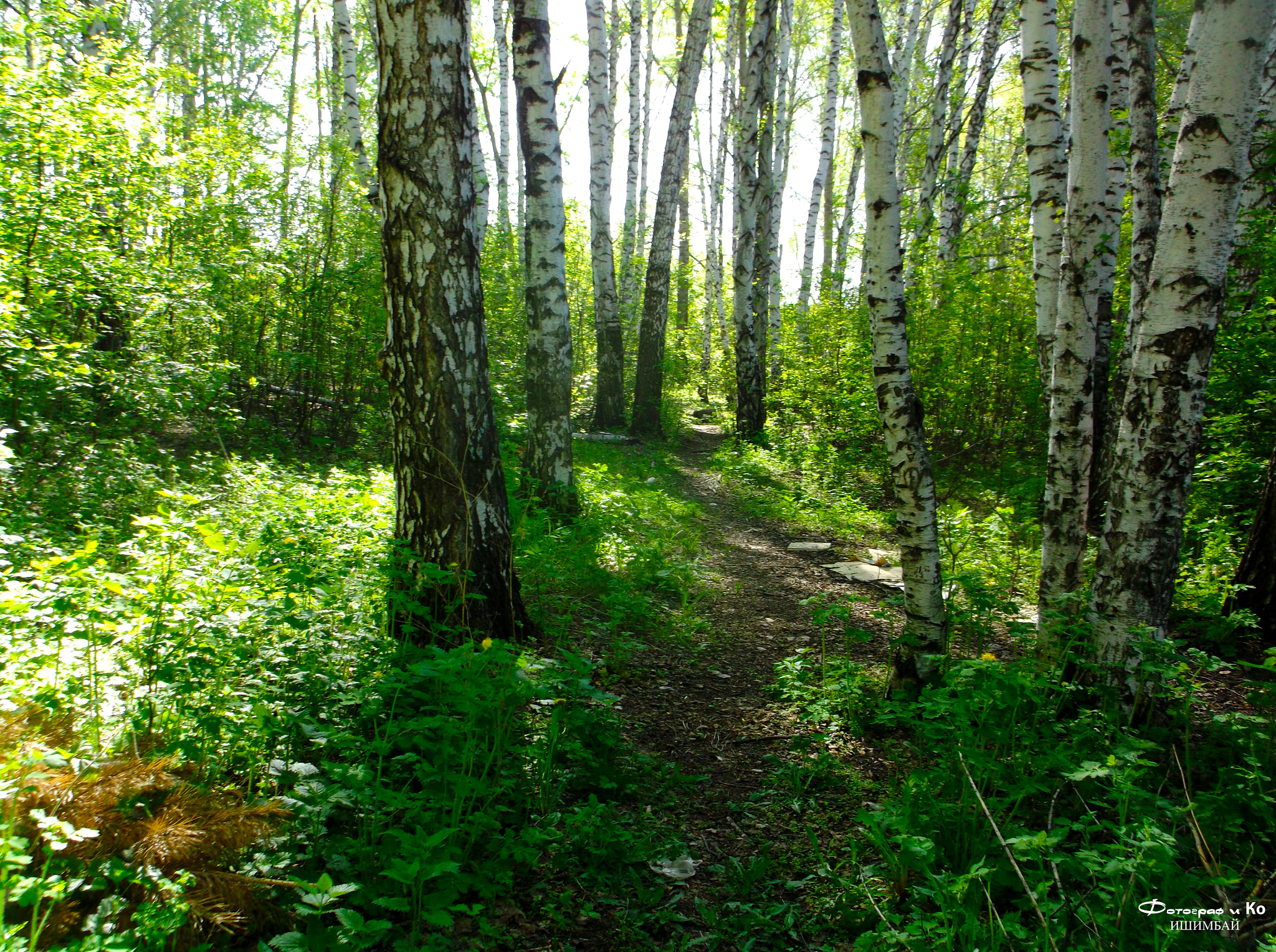 Fujifilm FinePix AX650 sample photo. In summer forest photography