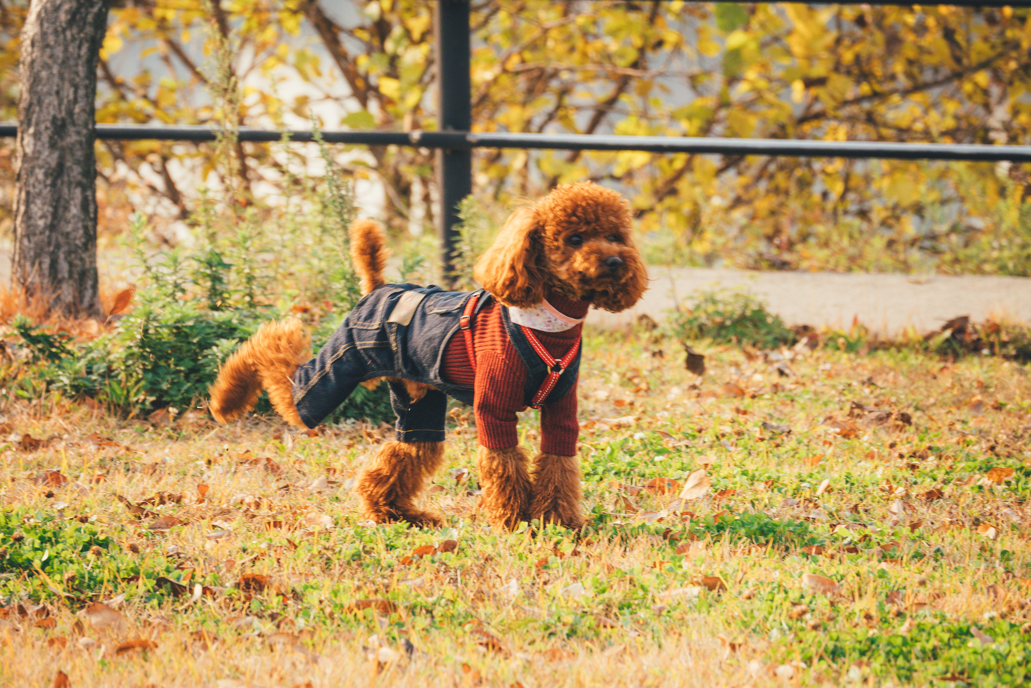LUMIX G VARIO 35-100/F4.0-5.6 sample photo. 낙엽사이 발차기 photography
