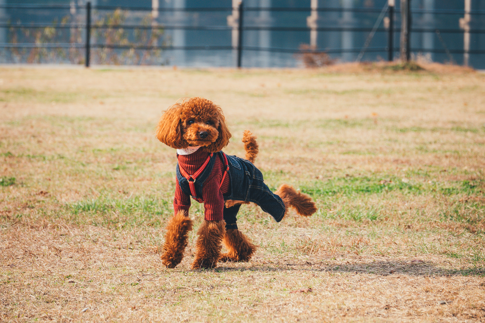 LUMIX G VARIO 35-100/F4.0-5.6 sample photo. 또 뒷발차기 photography