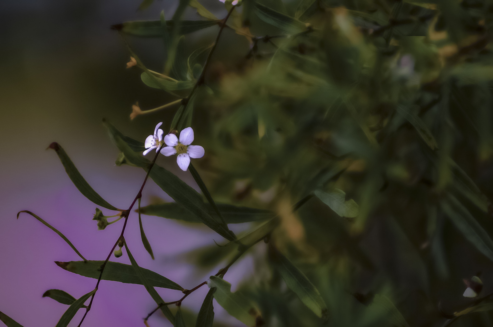 Nikon D300 sample photo. Flower photography