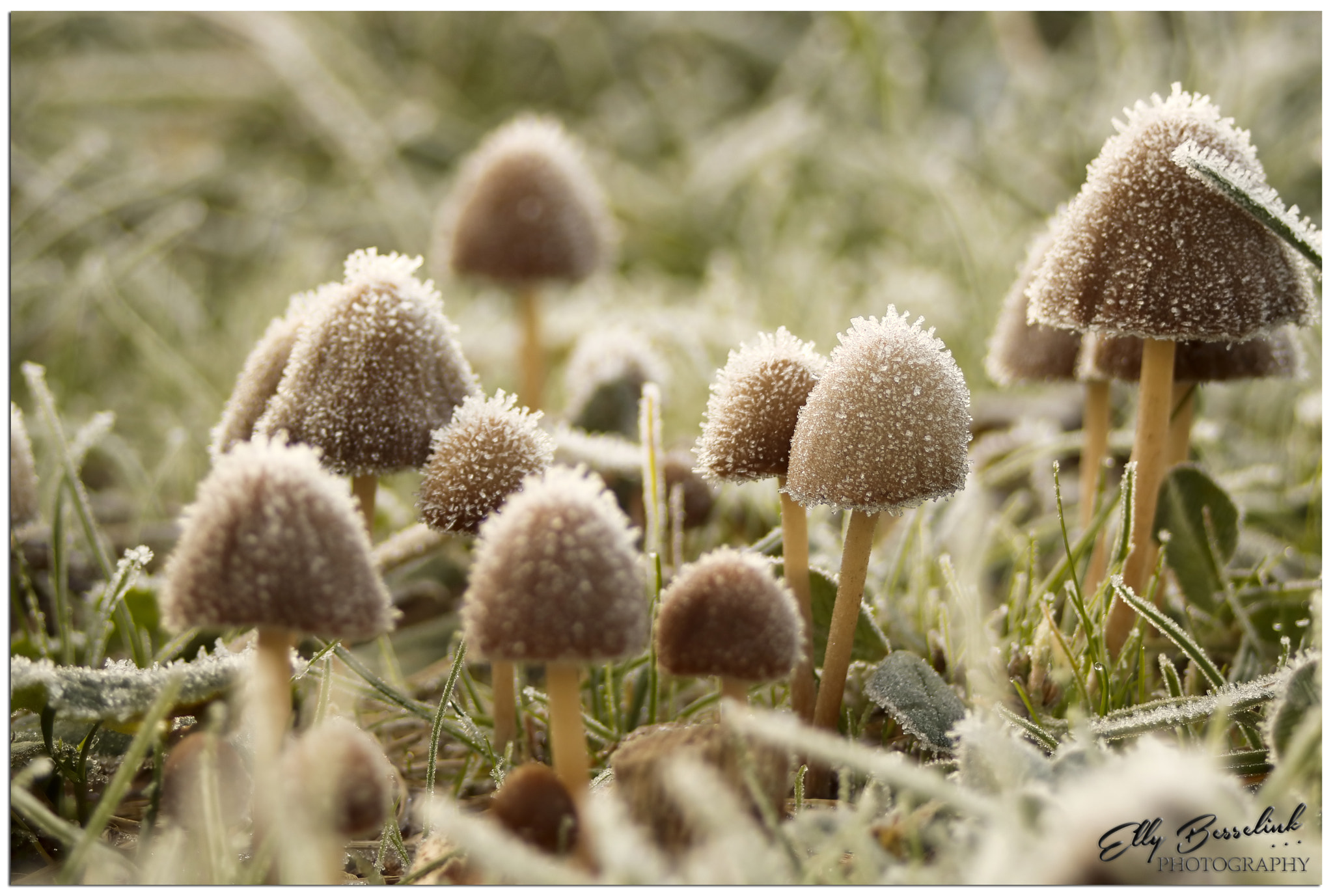 Canon EF 28-80mm f/3.5-5.6 sample photo. Autumn or winter photography