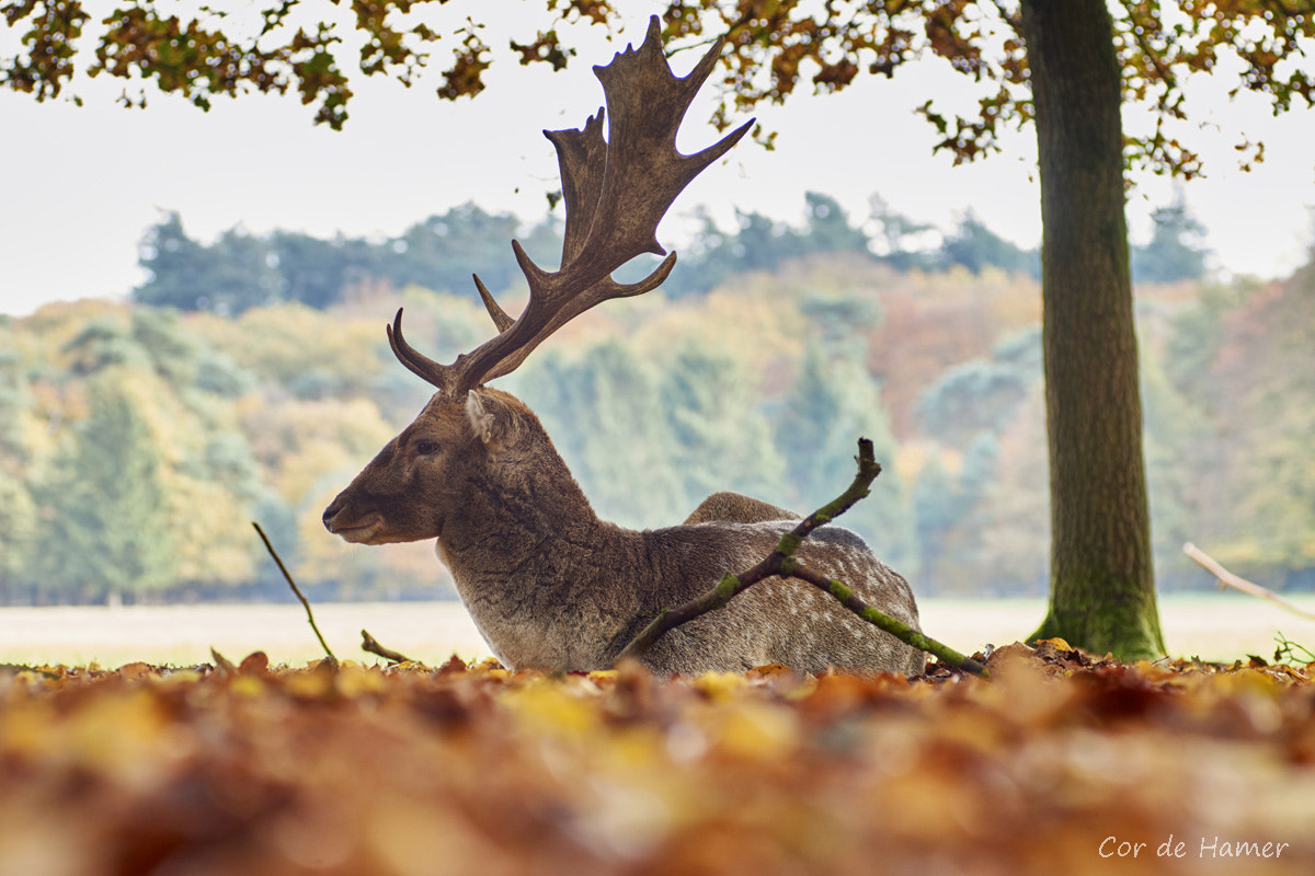 Sony SLT-A77 + Tamron SP AF 90mm F2.8 Di Macro sample photo. Fallow deer in autumn photography