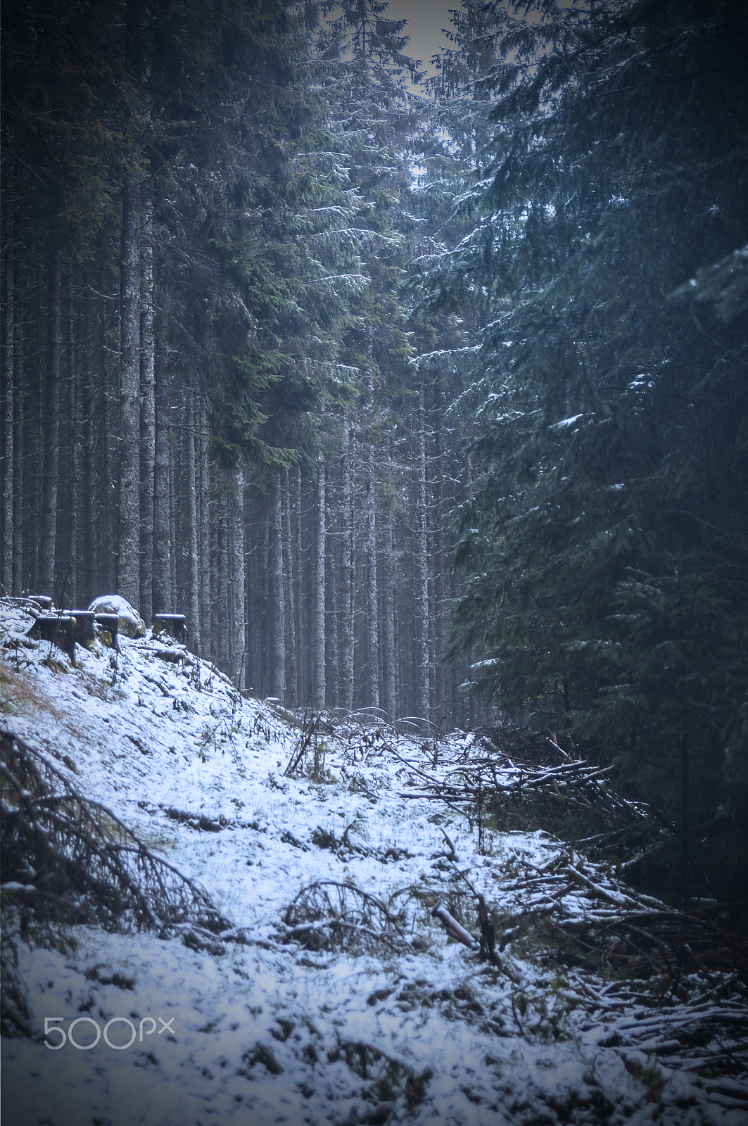 Nikon D300S sample photo. First snow photography