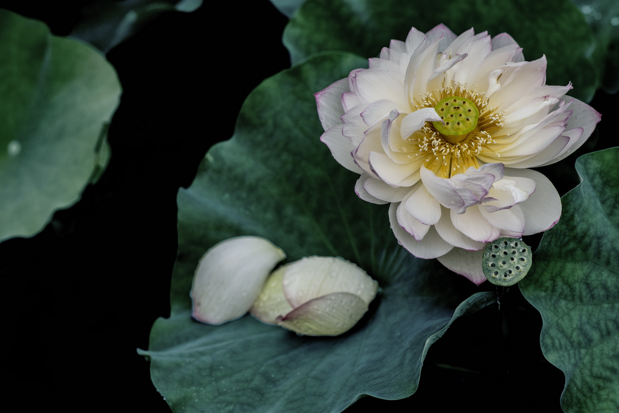 ZEISS Planar T* 85mm F1.4 sample photo. Fresh lotus photography