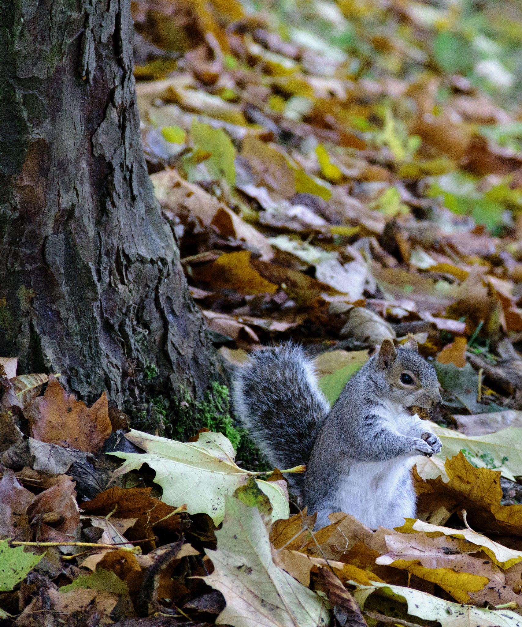 Canon EOS 760D (EOS Rebel T6s / EOS 8000D) sample photo. Storing for winter on ground photography