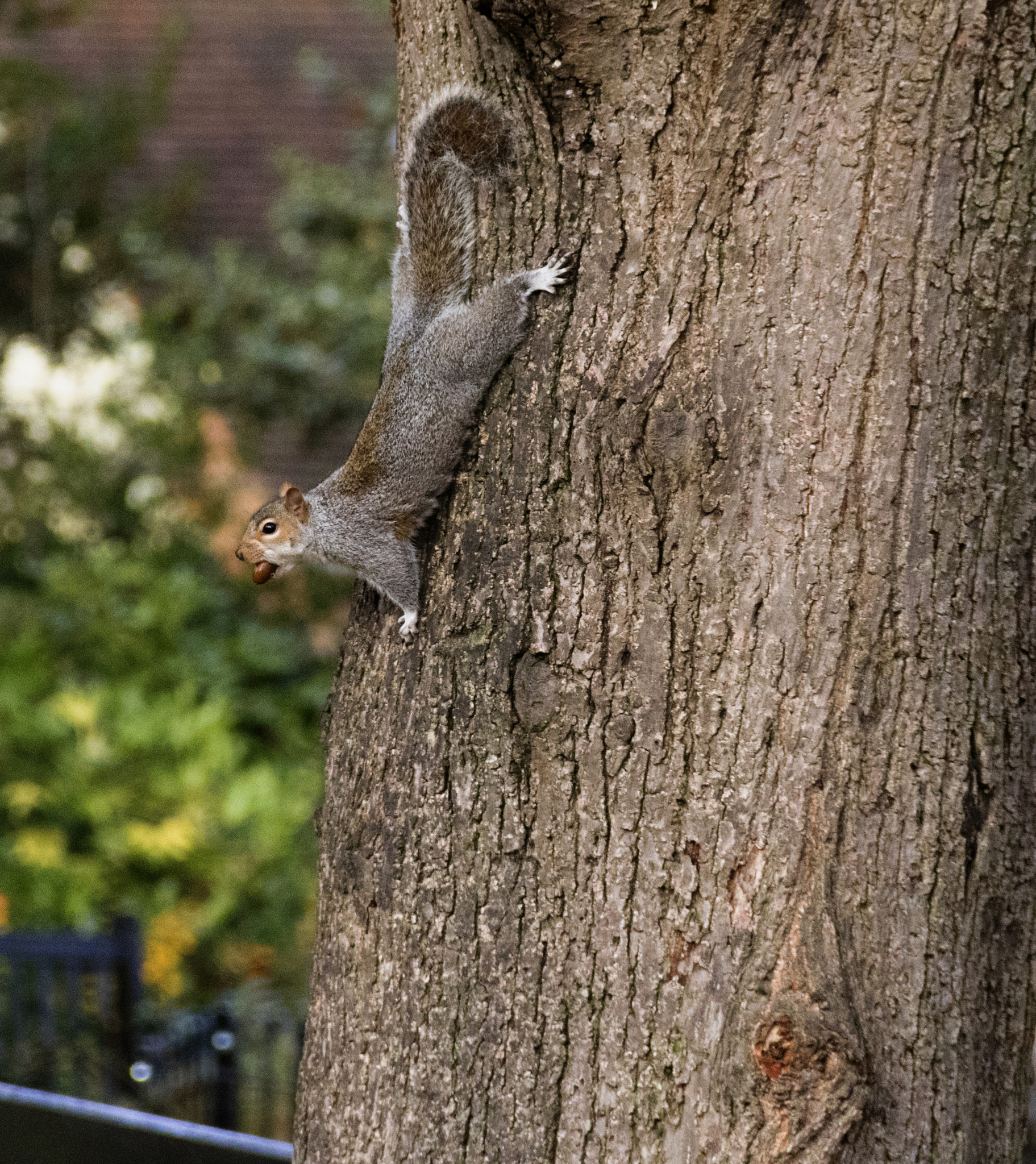 Canon EOS 760D (EOS Rebel T6s / EOS 8000D) sample photo. Storing for winter on tree photography