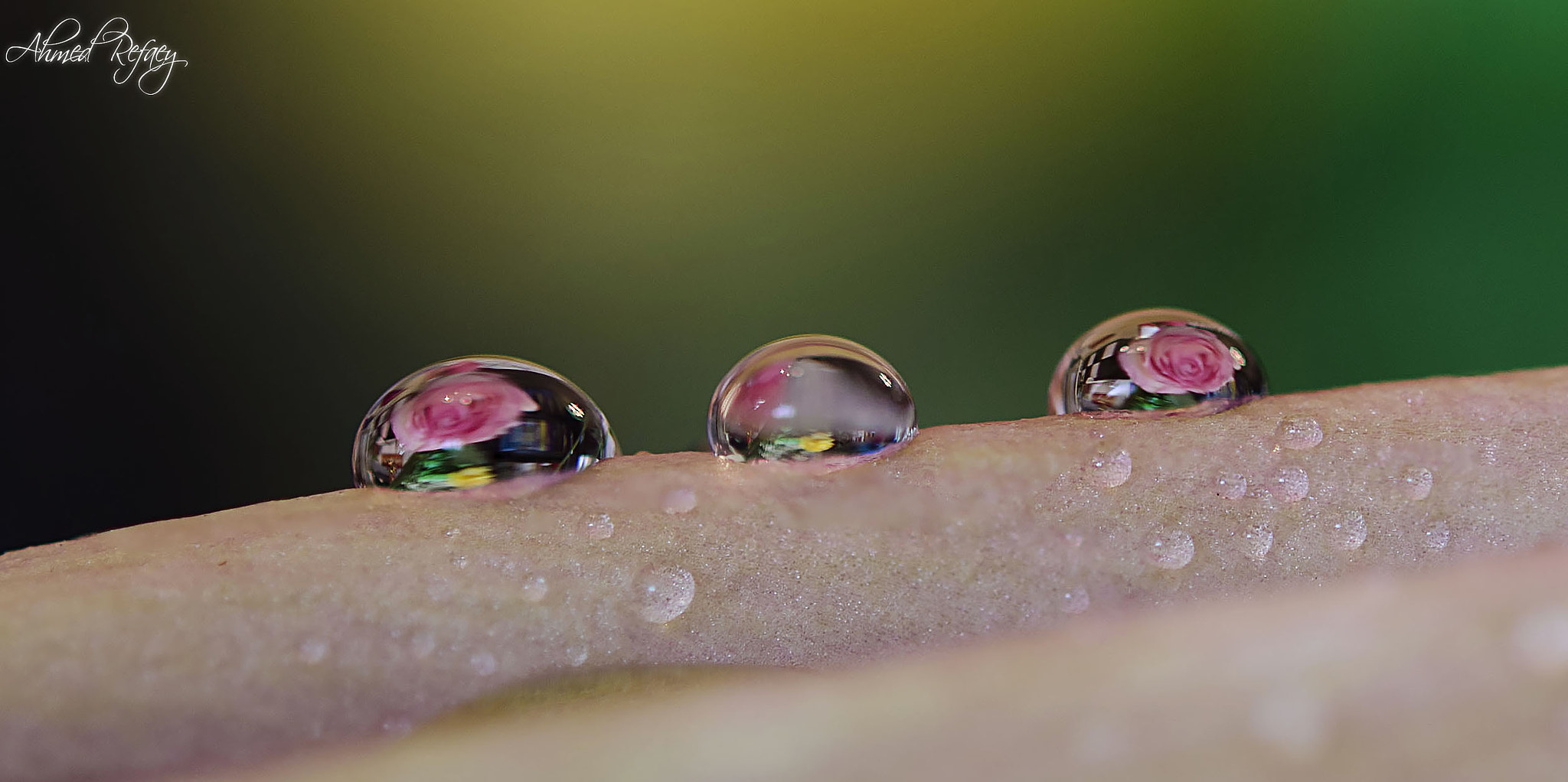 Nikon AF-S Micro-Nikkor 60mm F2.8G ED sample photo. Flower drops photography