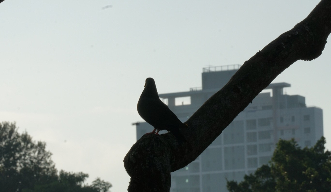 Sony a6300 sample photo. This pigeon likes the long leg!! photography