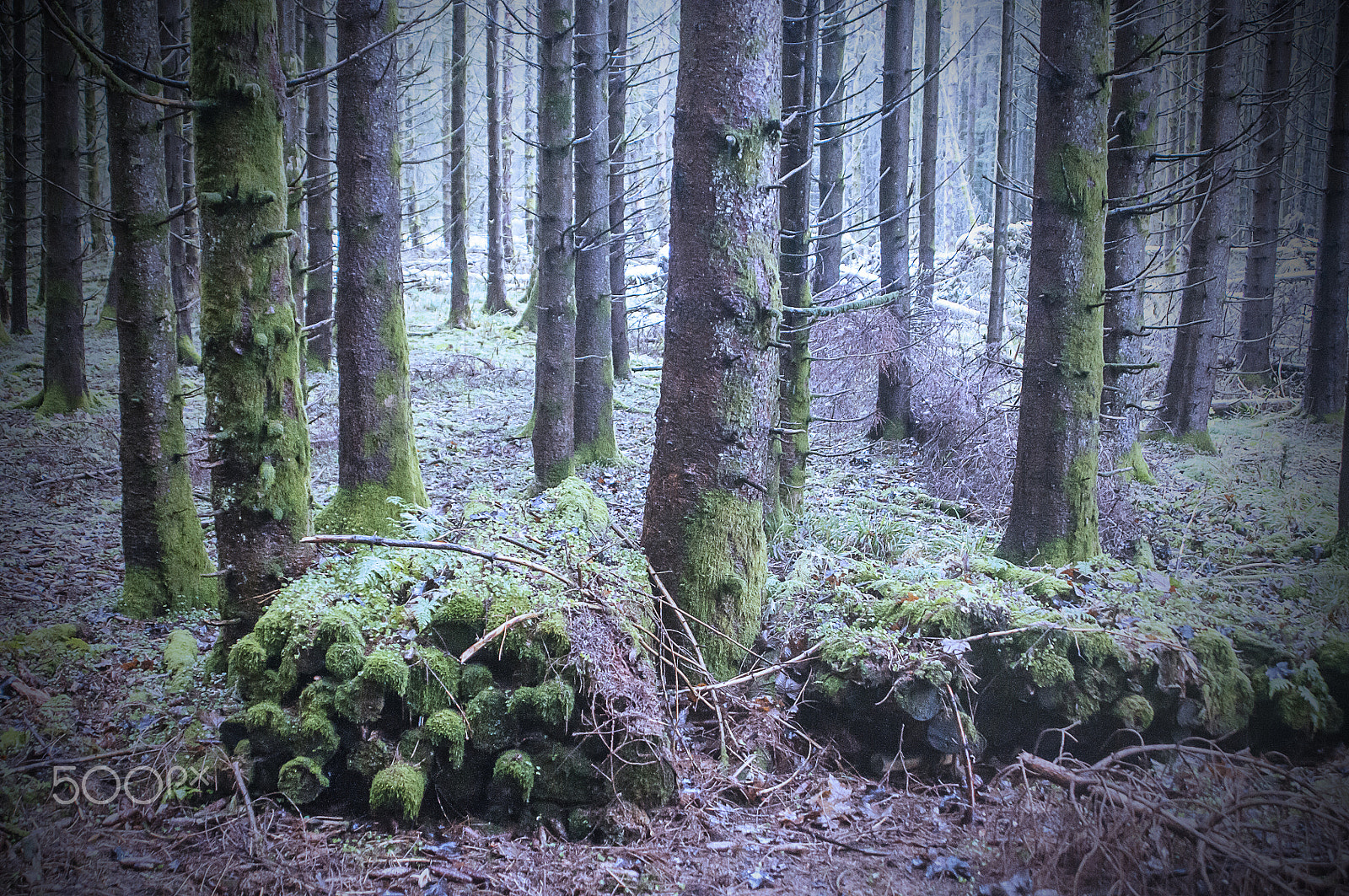 Nikon D300S sample photo. Old wooden heap under moss photography