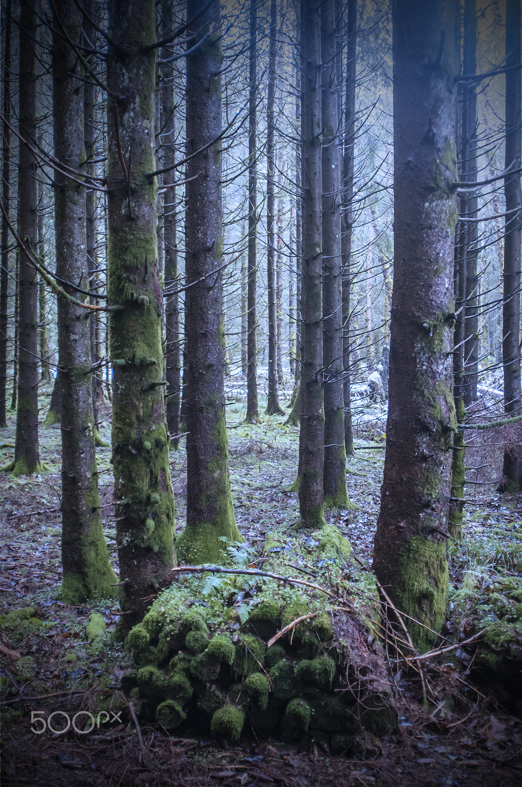 Sigma 28-105mm F2.8-4 Aspherical sample photo. Old wooden heap under moss 2 photography