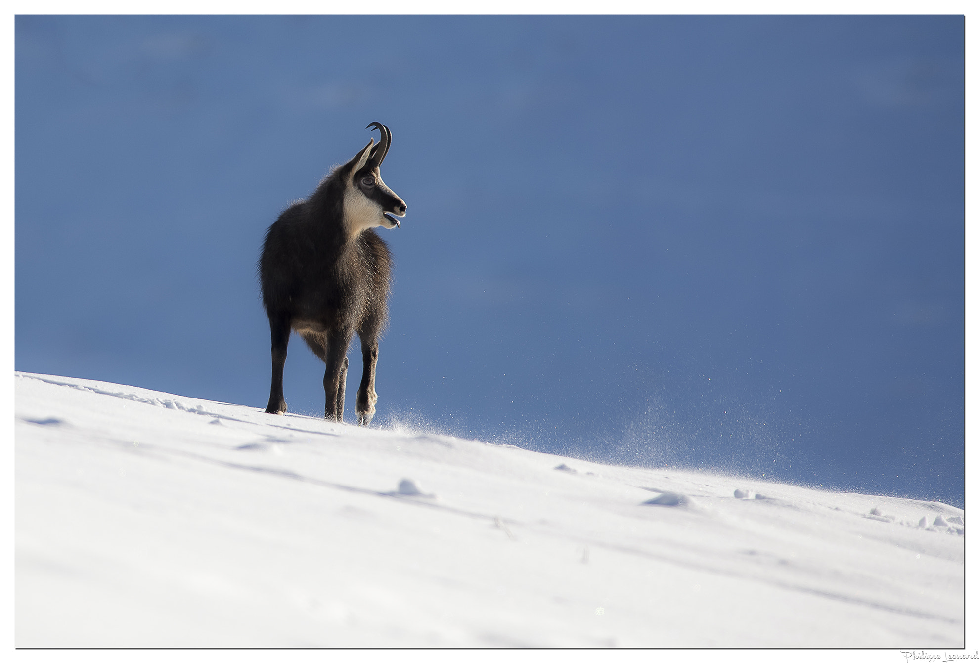 Nikon AF-S Nikkor 300mm F2.8G ED VR II sample photo. Chamois | chaud devant  ! photography