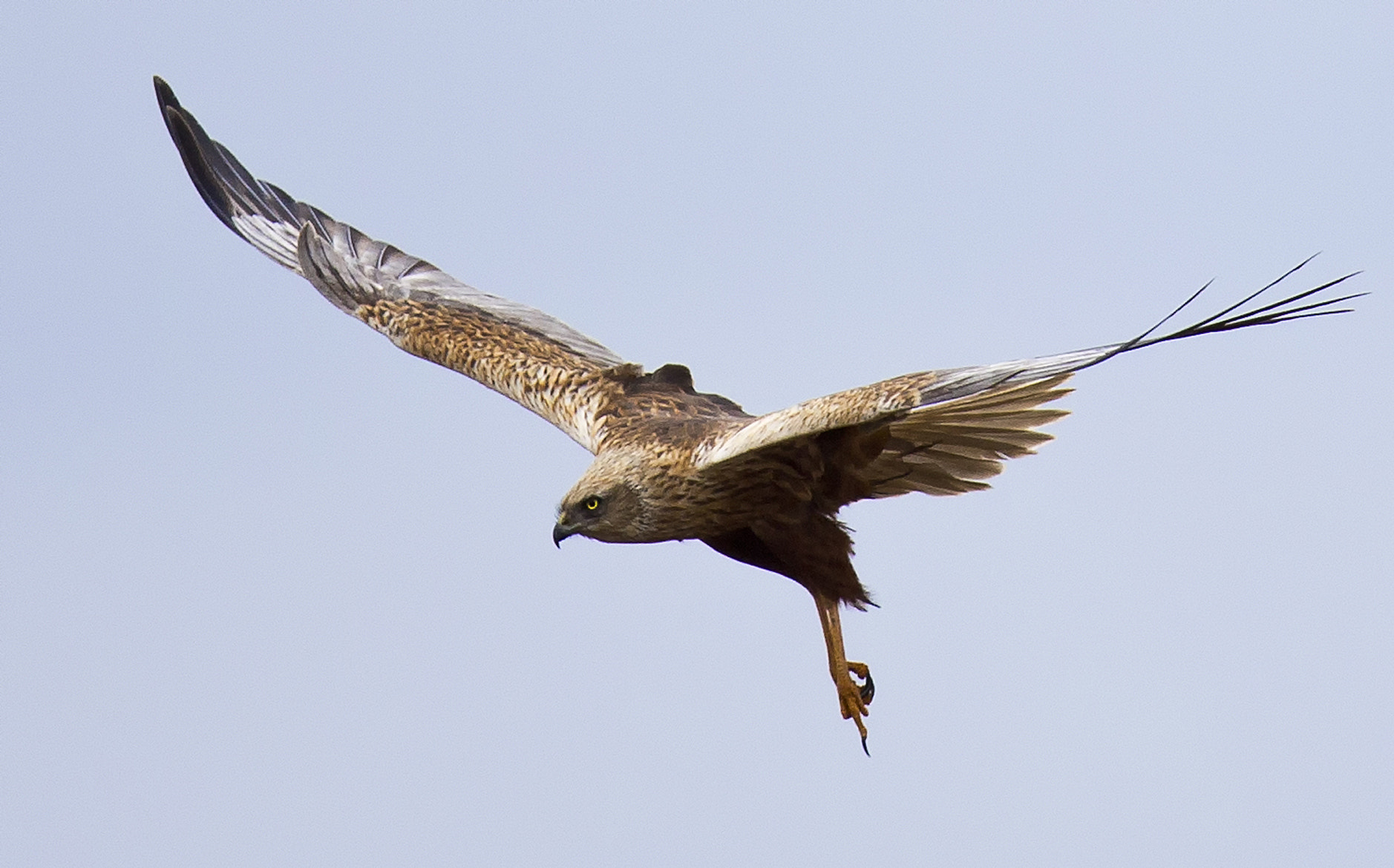 Canon EF 400mm F2.8L IS II USM sample photo. Marsh harrier photography