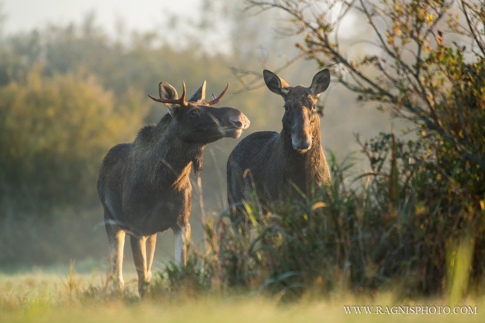 Nikon AF-S Nikkor 300mm F2.8G ED VR II sample photo. Moose couple on a date photography